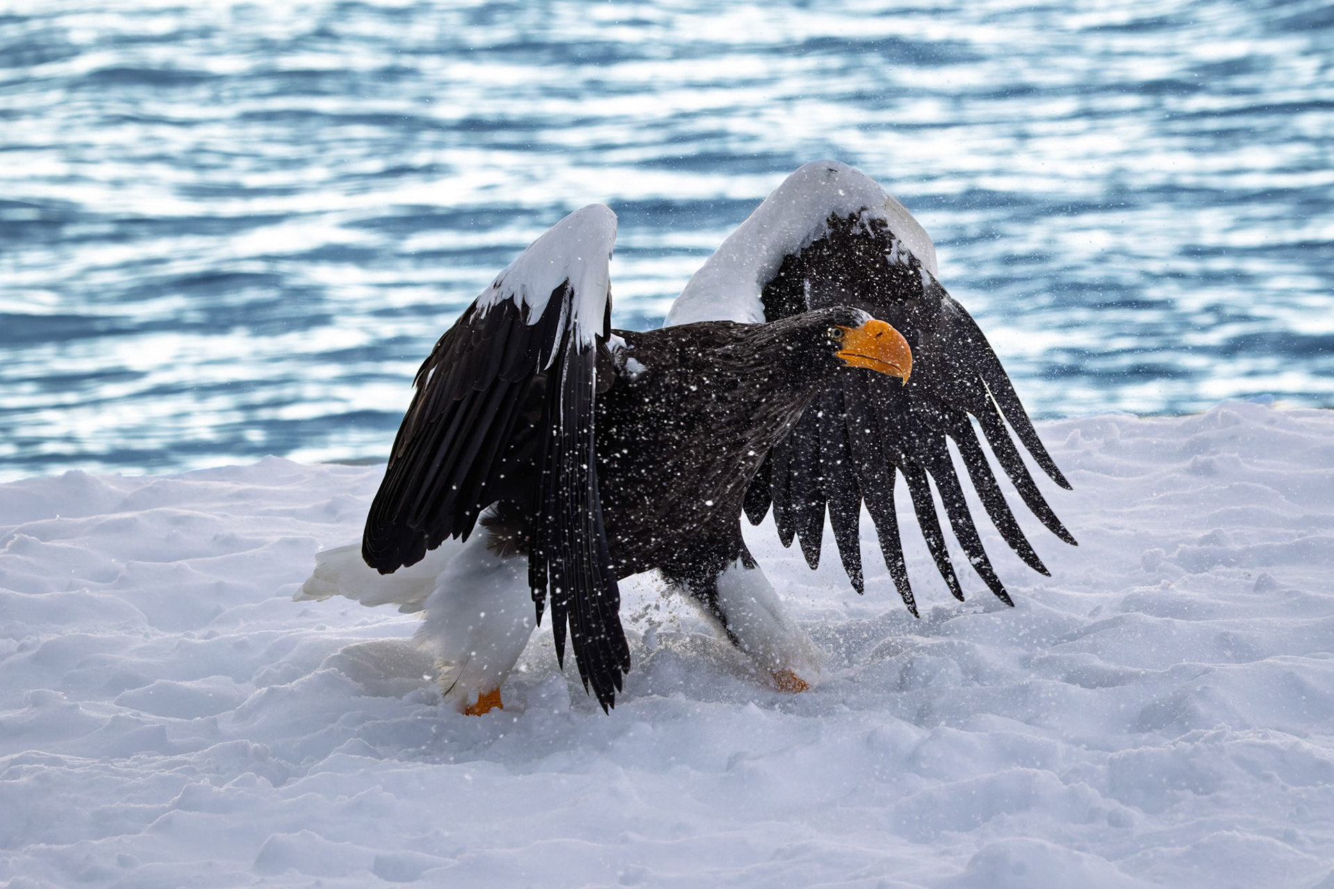 Stella Eagle searching for breakfast at Rausu Fishing Port on the Island of Hokkaido, Japan