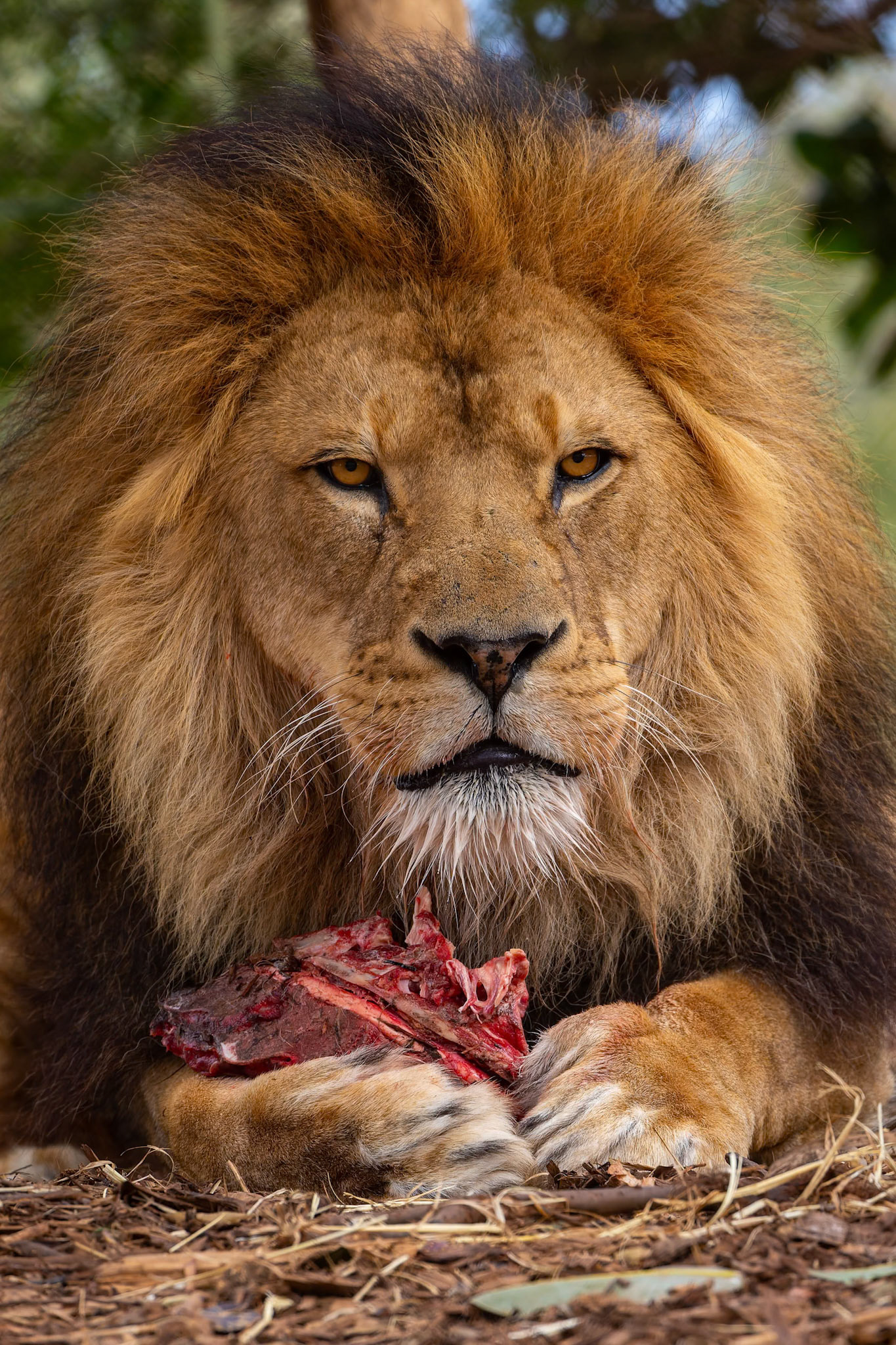 Lion eating at Werribee Open Range Zoo in Werribee South in Victoria, Australia