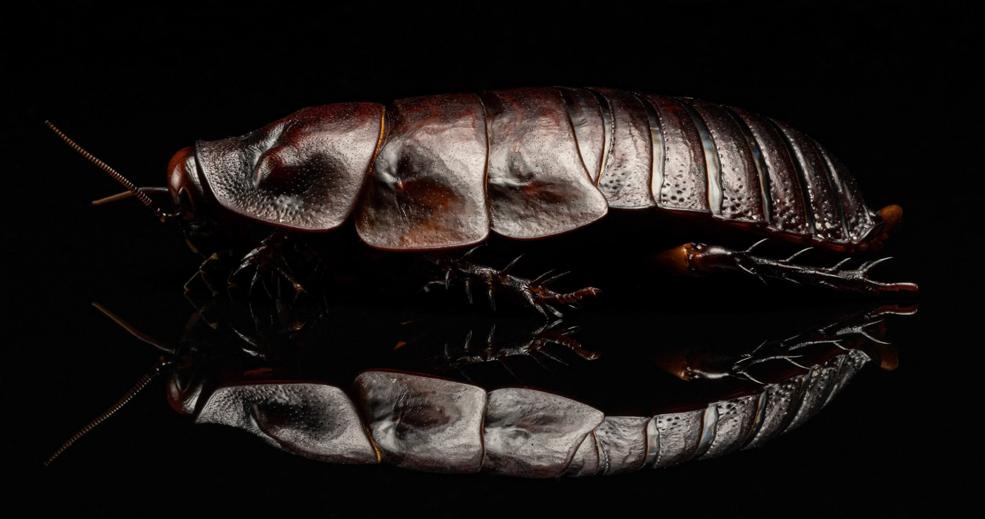 Giant Burrowing Cockroach at the Canon Collective, Studio Wildlife Portraits &amp; Macro Photography