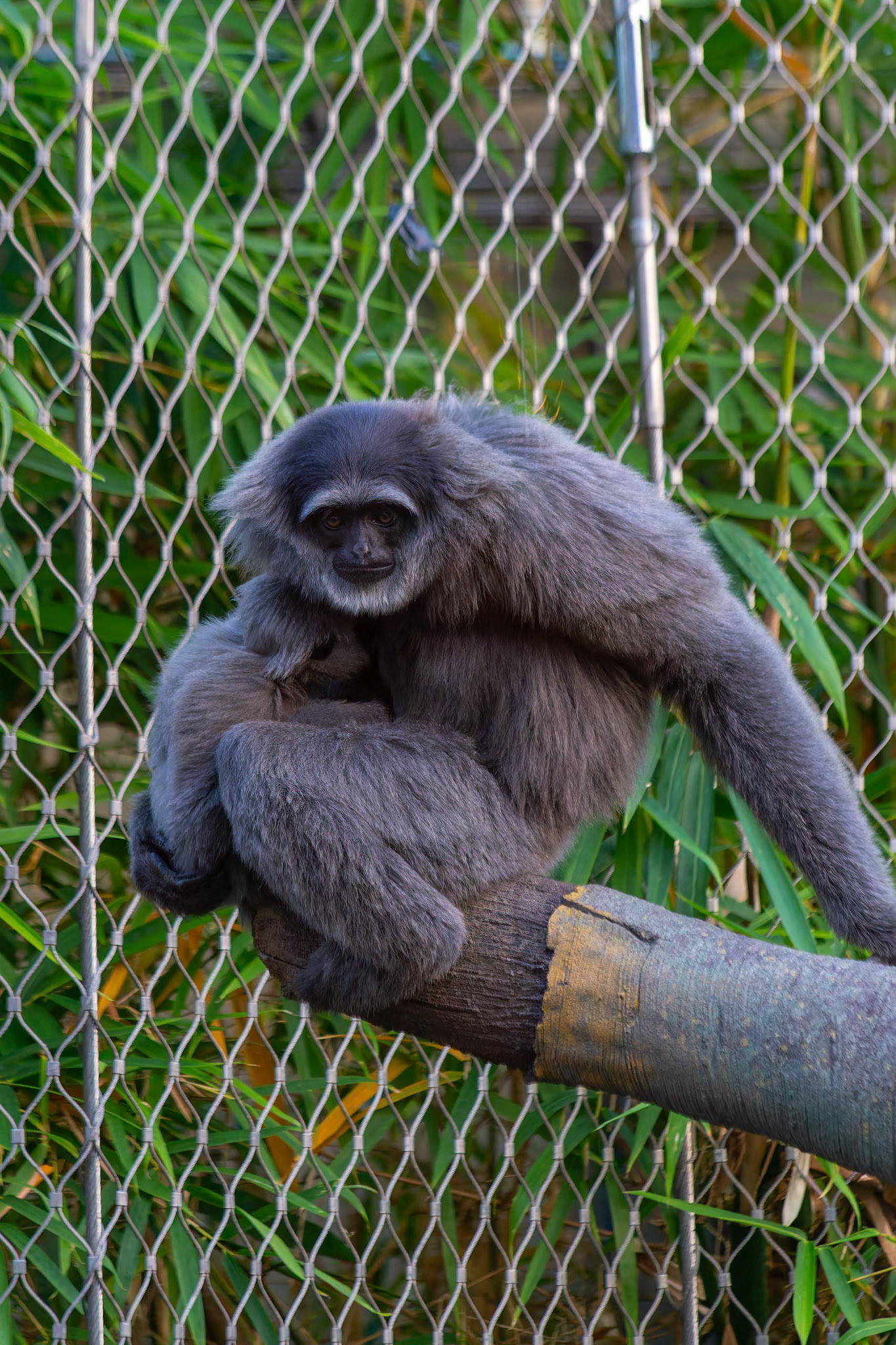 Silvery Gibbon at the Chester Zoo, England