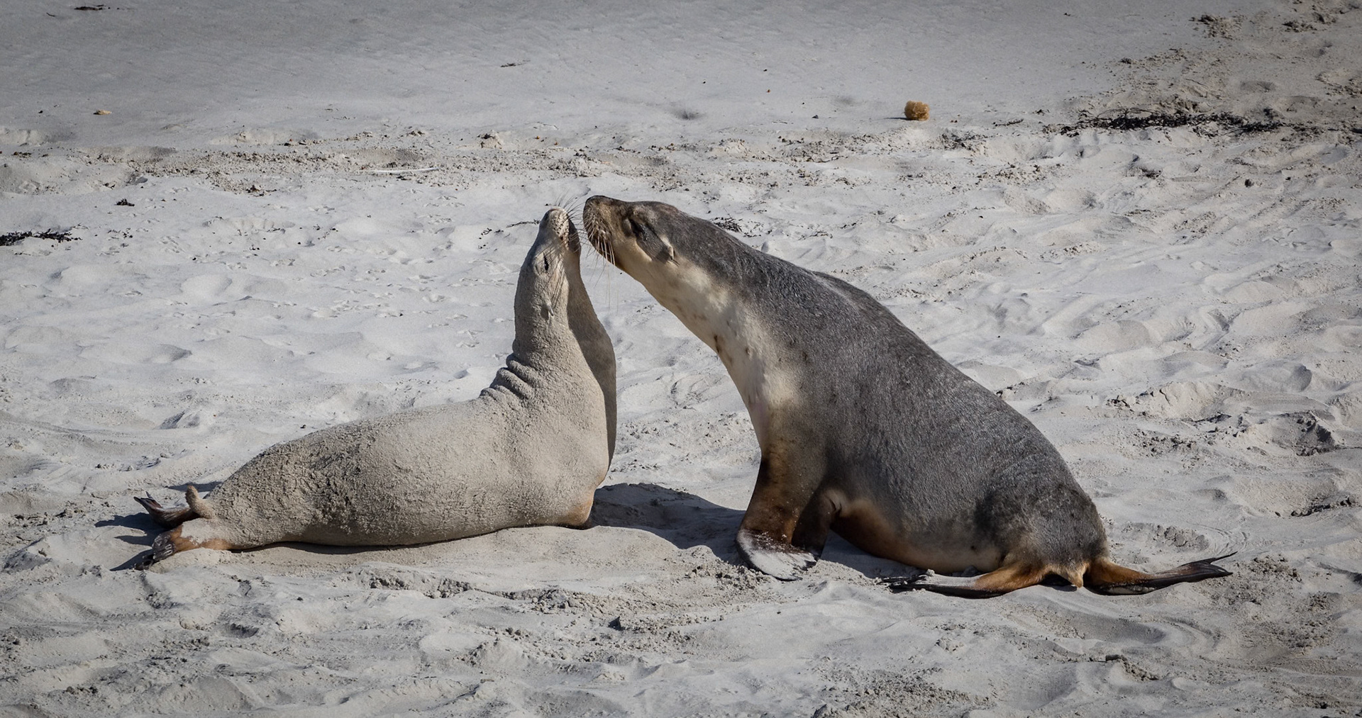 Australian Sea Lion at Seal Bay on Kangaroo Island, Australia