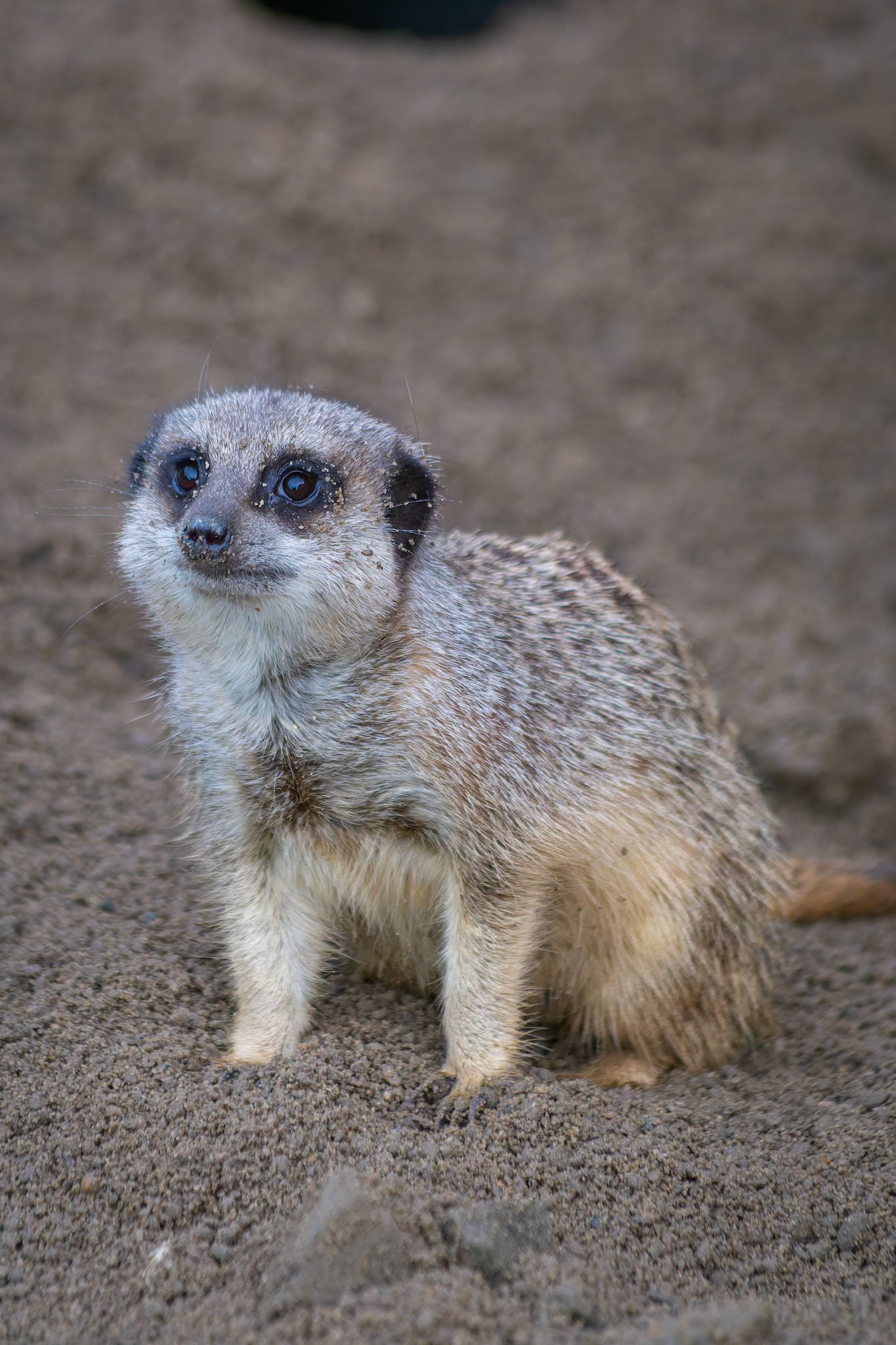 Meerkat at the Edinburgh Zoo, Scotland
