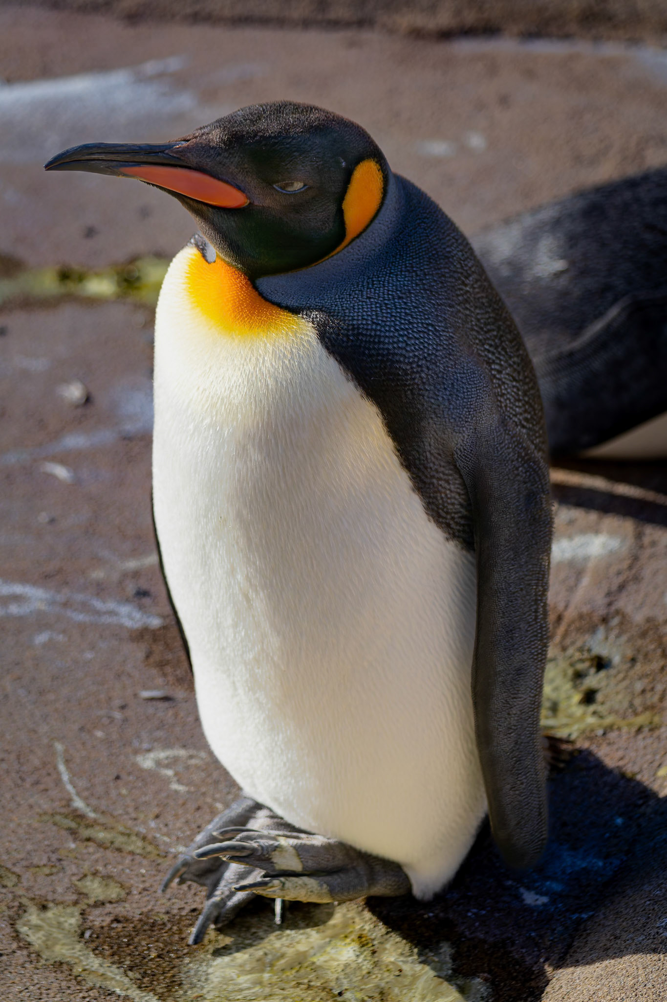King Penguins at the Edinburgh Zoo, Scotland