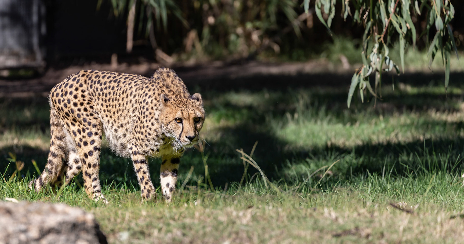 Cheetah at the Taronga Western Plains Zoo in Dubbo, New South Wales, Australia