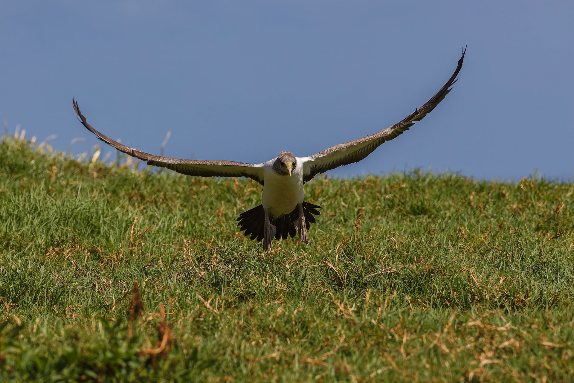 A young Masked Booby learning to fly on the Bird Finder Tour with Margaret Christian, Norfolk Island.