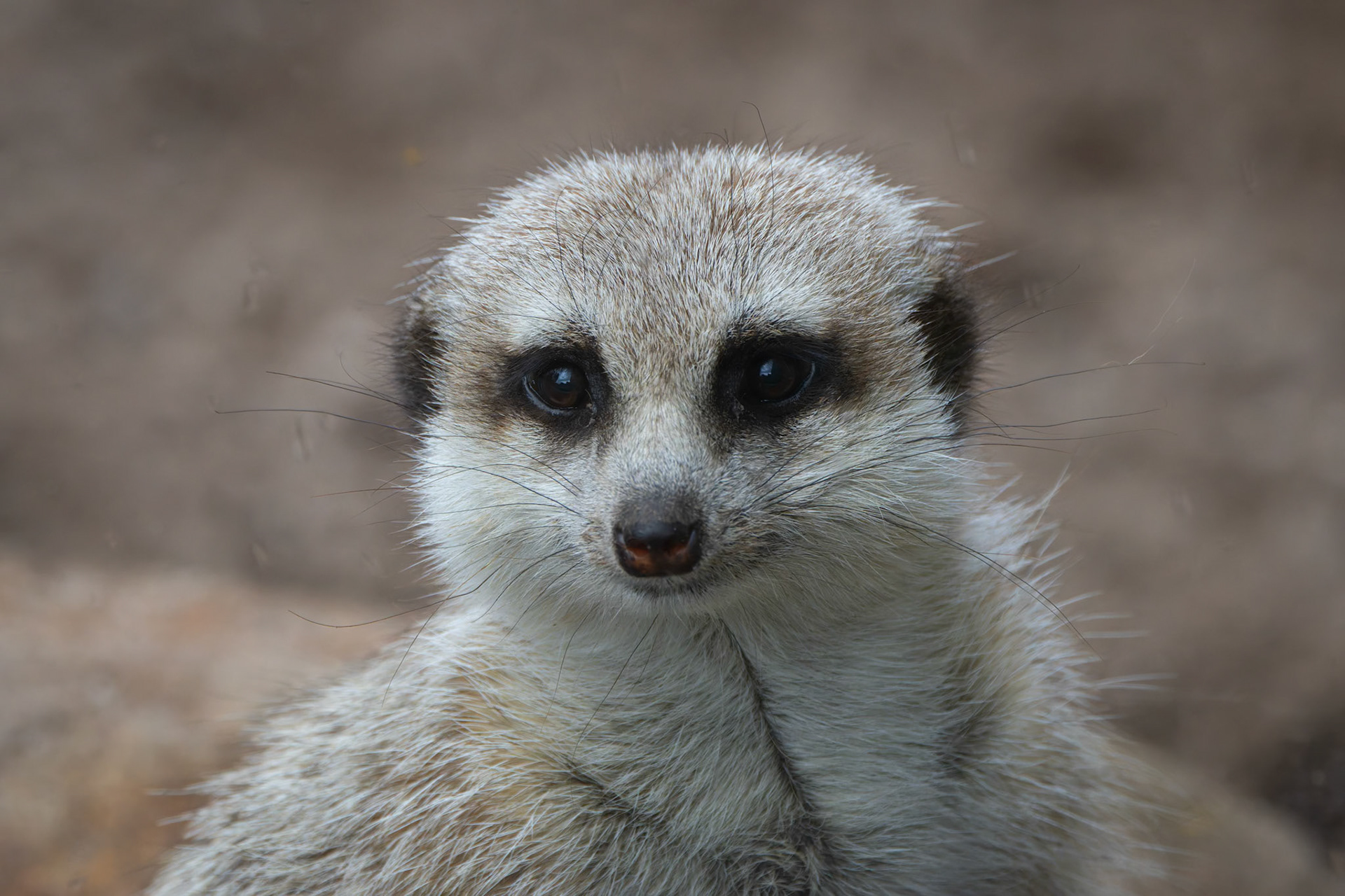 Meerkat at the Tasmanian Zoo outside of Launceston in Tasmania, Australia