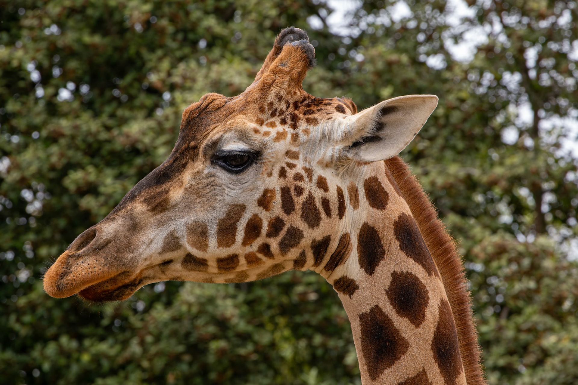 Giraffe at the Adelaide Zoo, South Australia, Australia