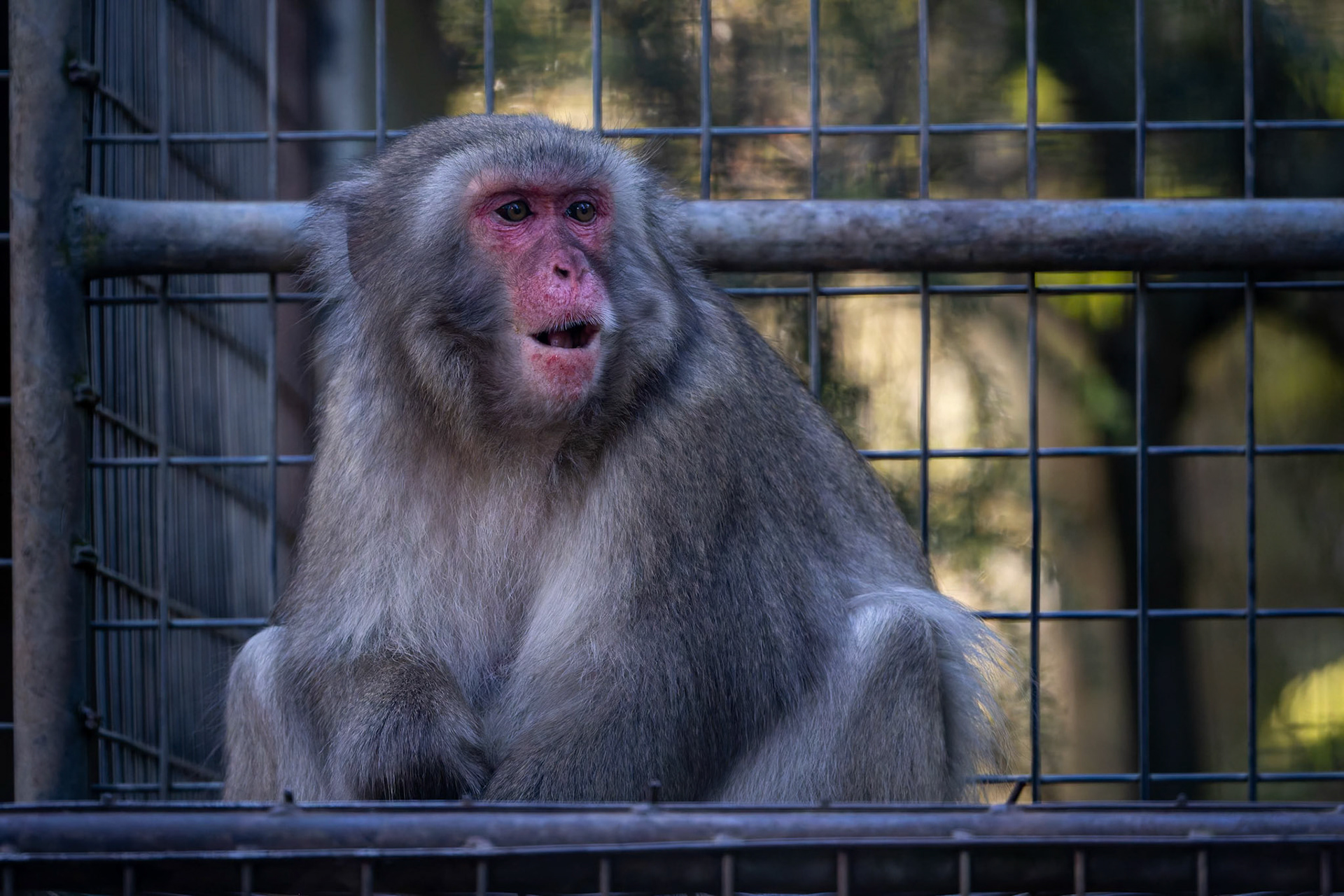 Japanese Macaque at the Gorge Wildlife Park, South Australia, Australia