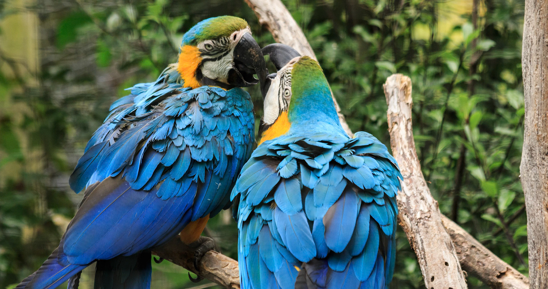Blue-and-Gold Macaw at the Willowbank Wildlife Park, Christchurch, New Zealand