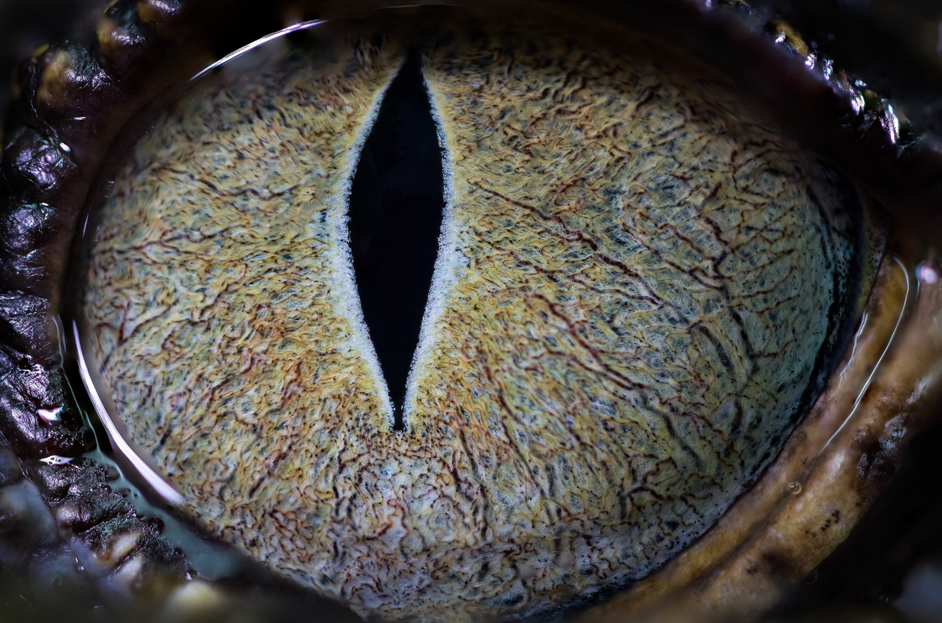Crocodile (Baby) at the Digital Camera Warehouse Macro WildLife Workshop with the Wild Rangers WildLife Encounters at the Junction in Annerley, Brisbane, Australia