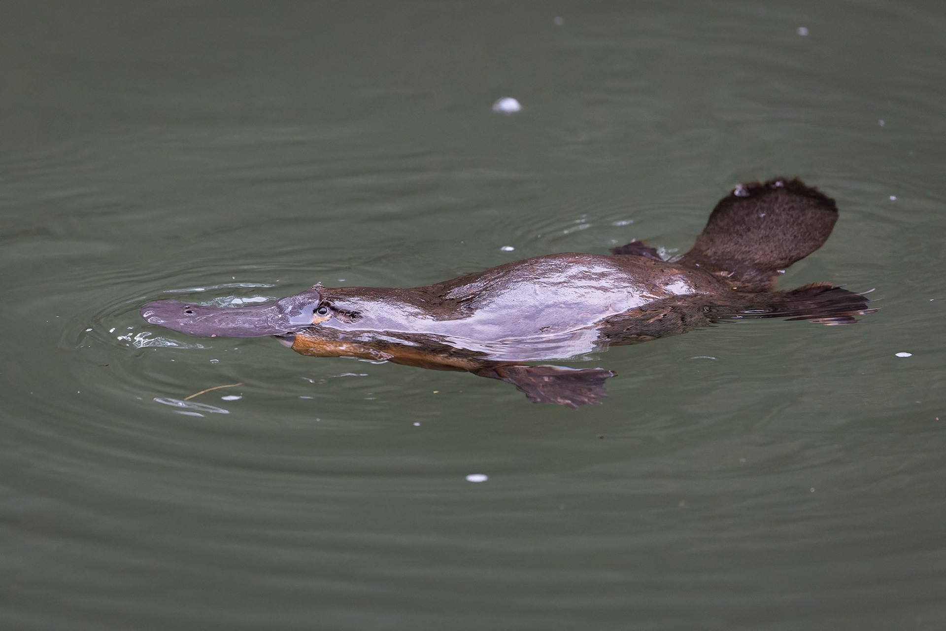 Platypus at the Takarakka Bush Resort's Beach location in Carnarvon Gorge National Park, Australia