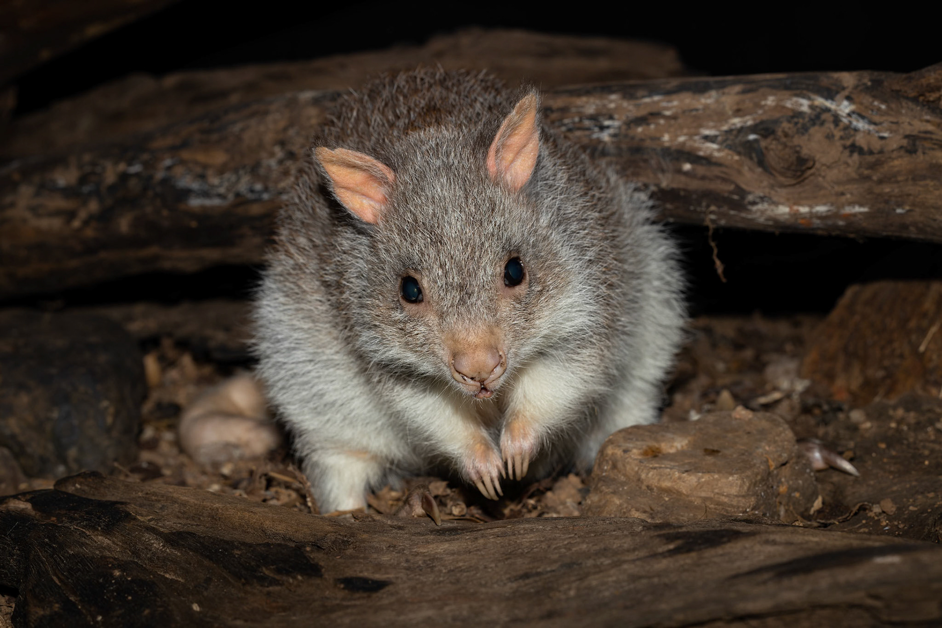 2022-11-12 - 11-12 - Wildlife Photography at Closeburn - Northern Brown Bandicoot 002a