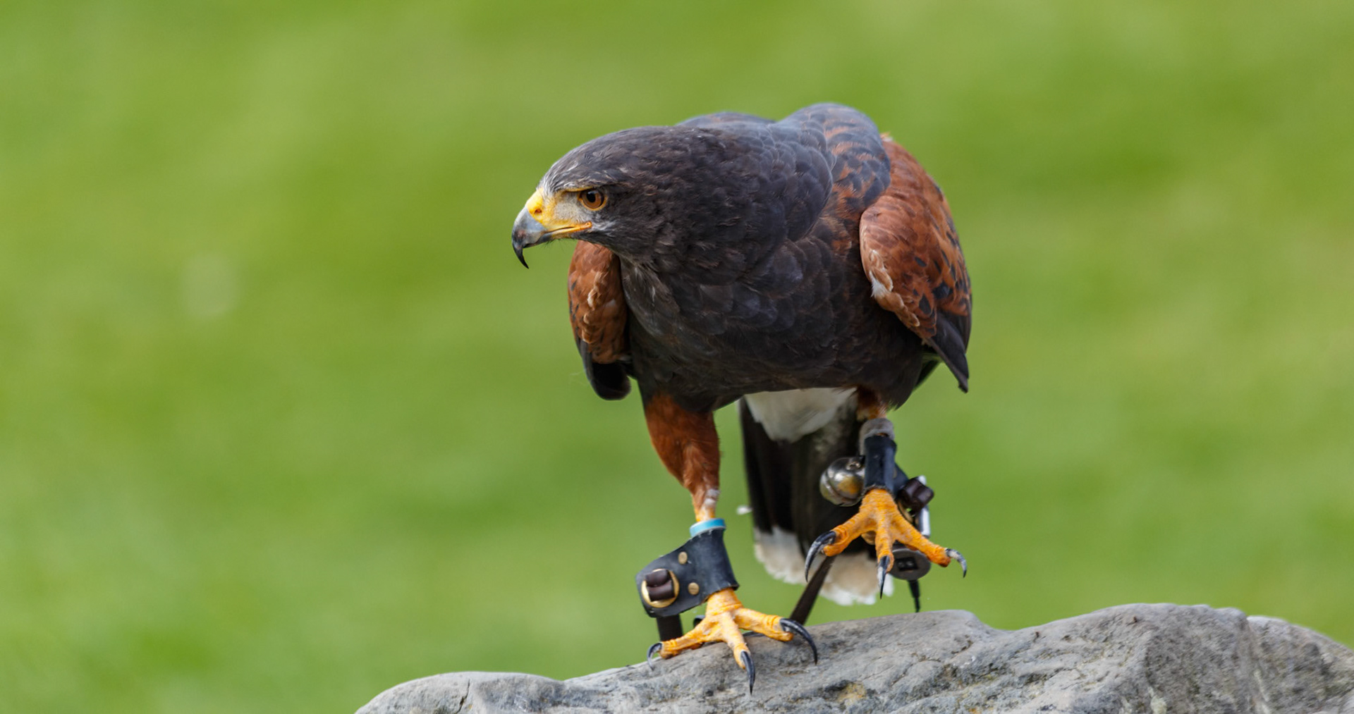 Harris Hawk at the Welsh Mountain Zoo, Wales