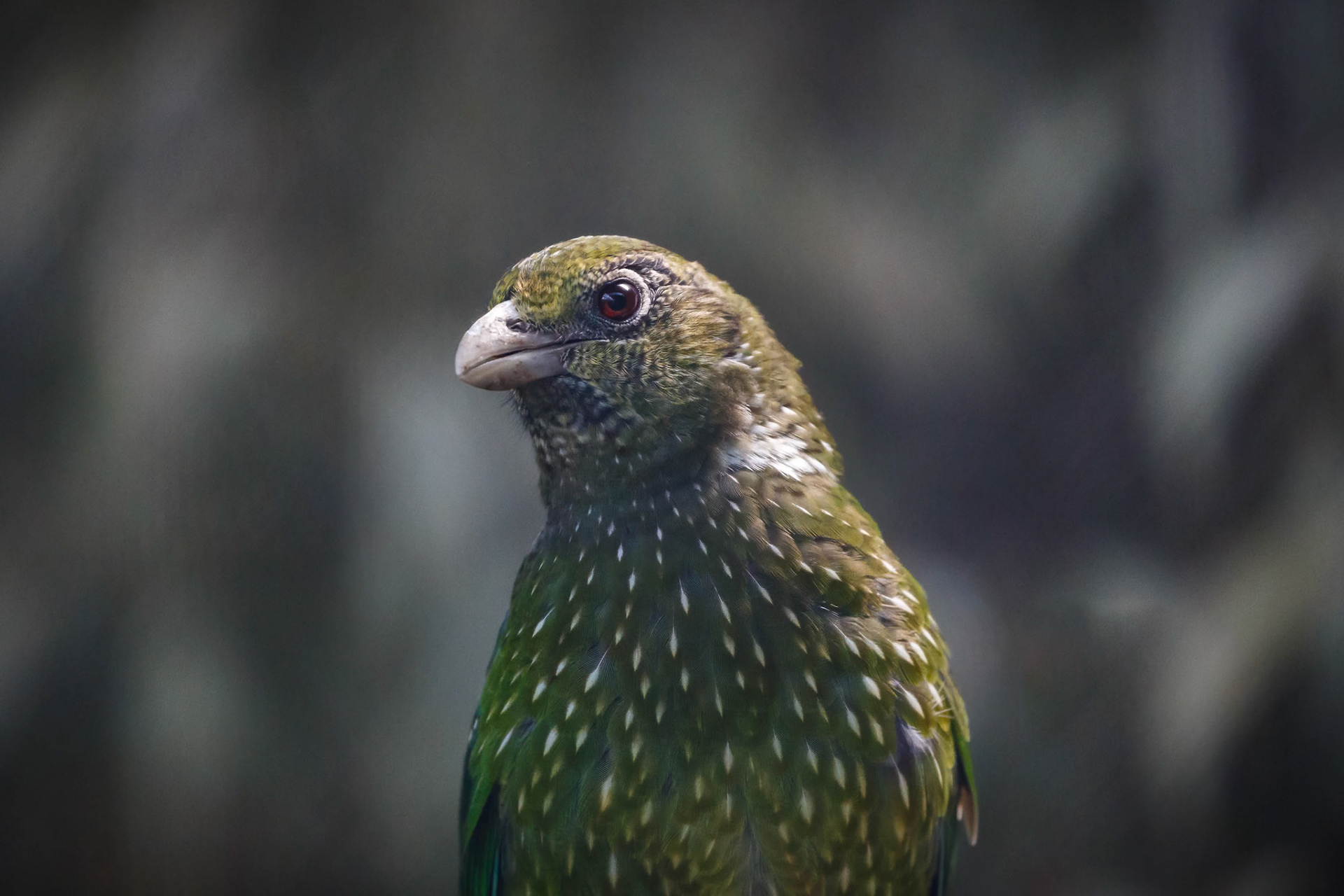 Green Catbird at the Gorge Wildlife Park, South Australia, Australia