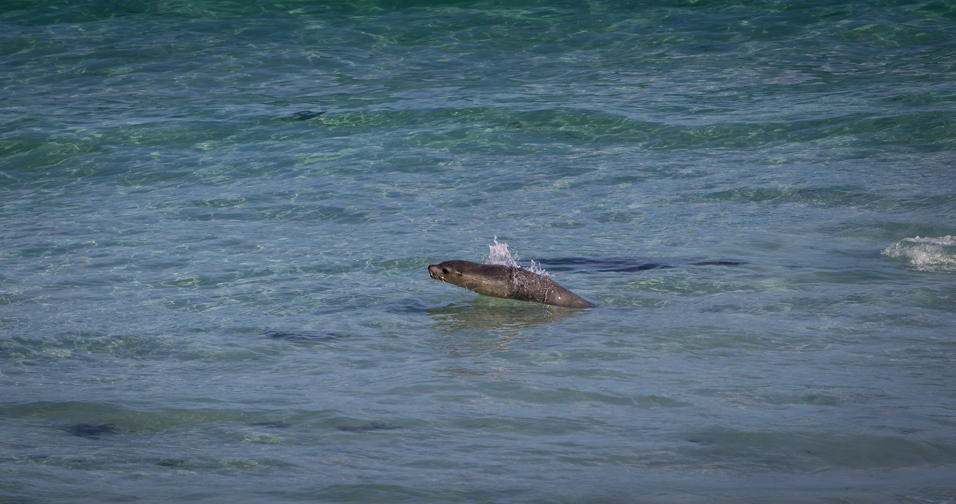 Australian Sea Lion playing in the water at Seal Bay on Kangaroo Island, Australia
