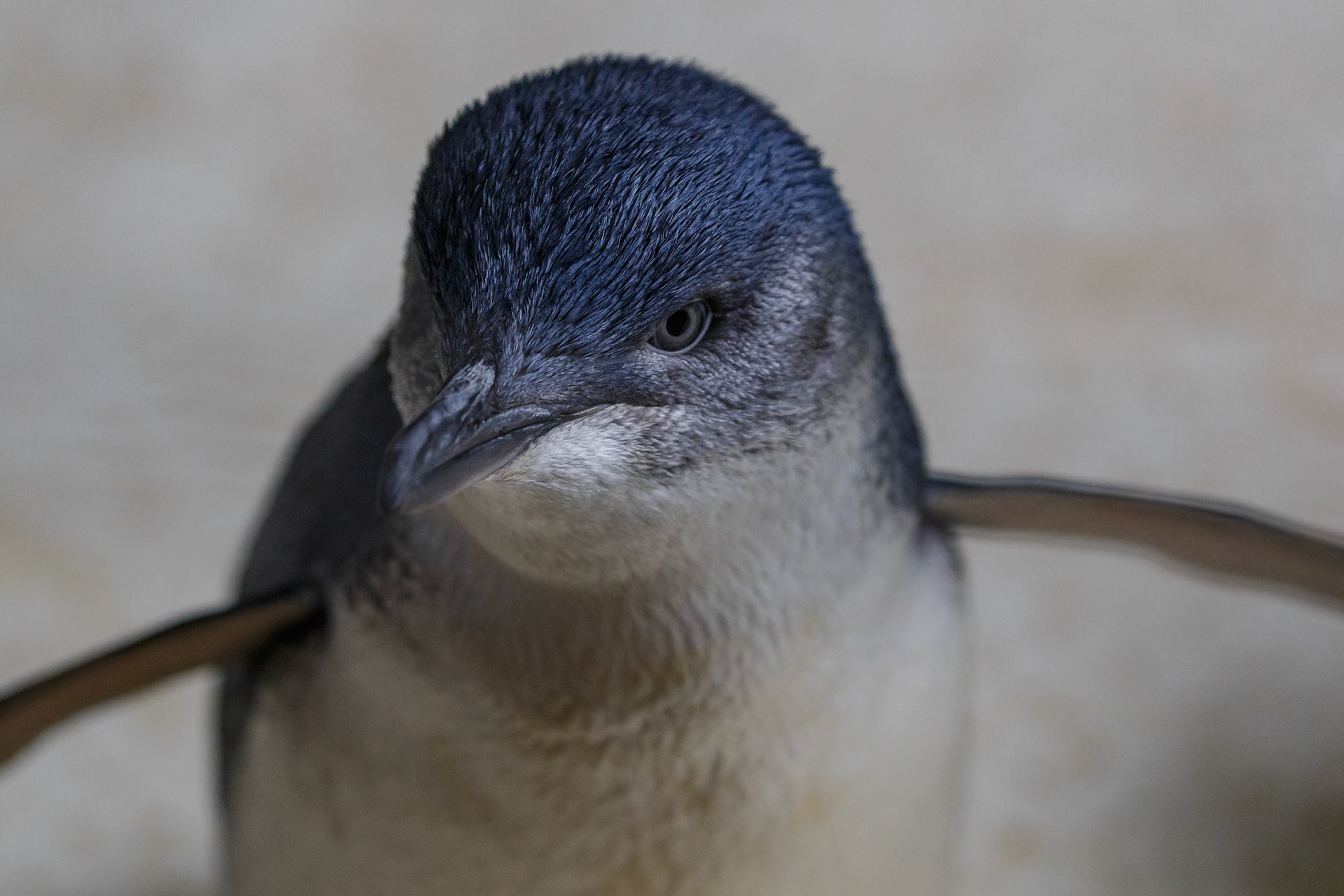 Little Penguin at the Kangaroo Island Wildlife Park on Kangaroo Island, Australia