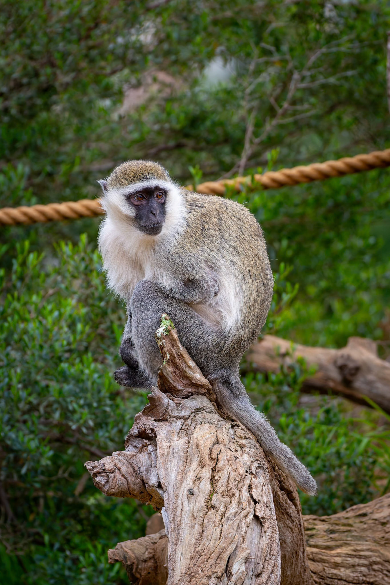 Vervet Monkey at Werribee Open Range Zoo in Werribee South in Victoria, Australia