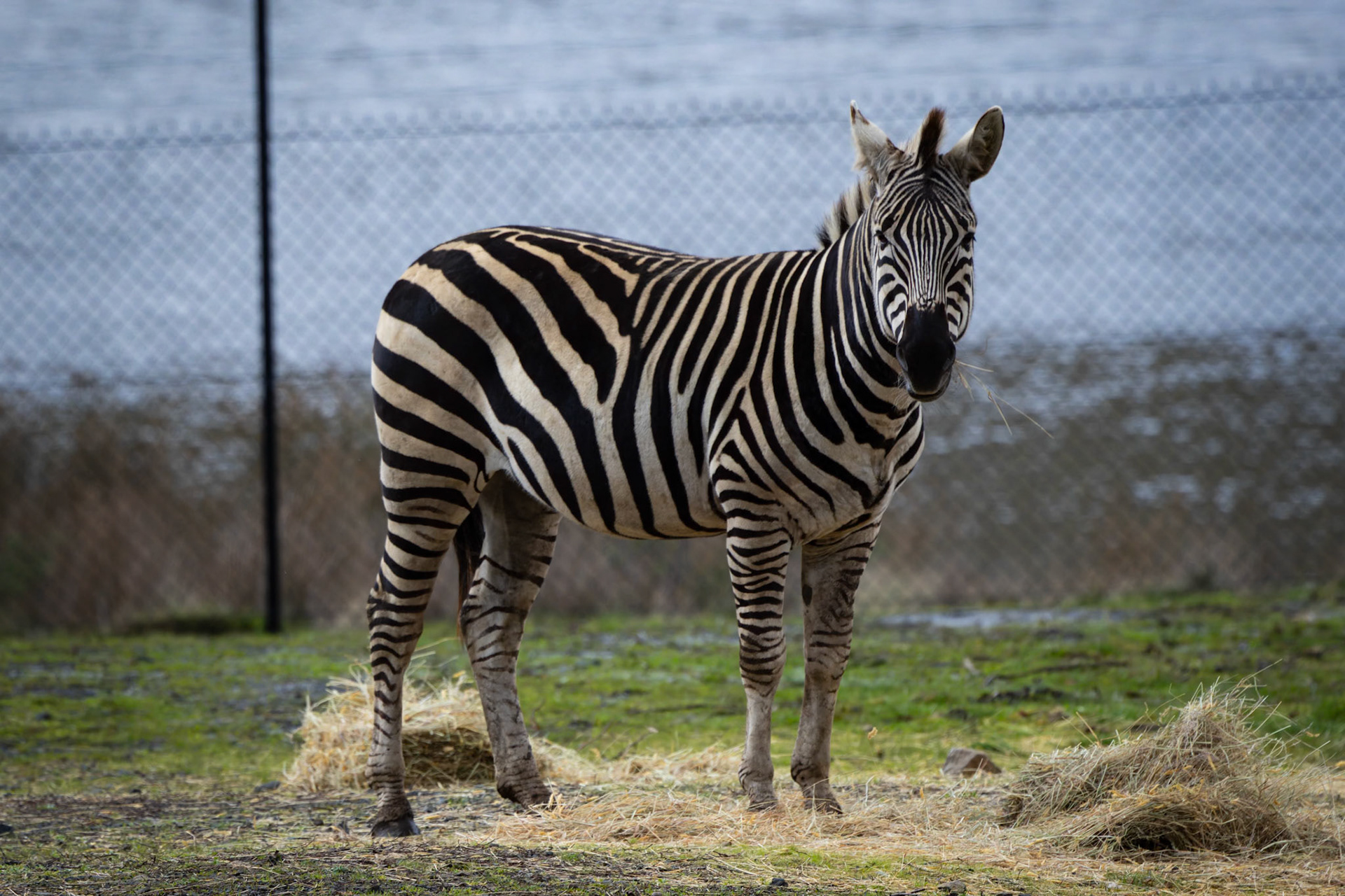 Zebra at the Tasmanian Zoo outside of Launceston in Tasmania, Australia