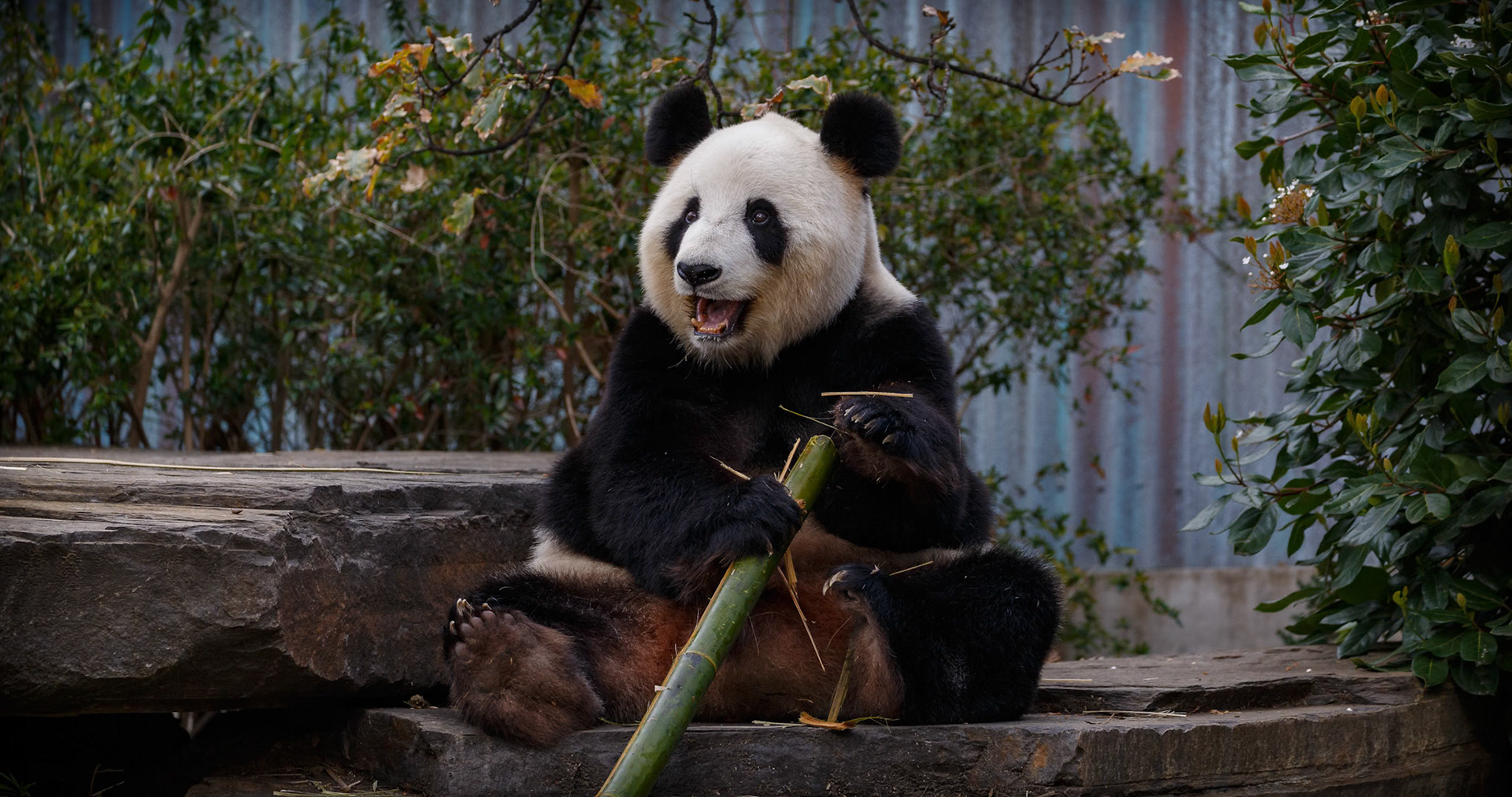 Giant Panda at the Adelaide Zoo, South Australia, Australia