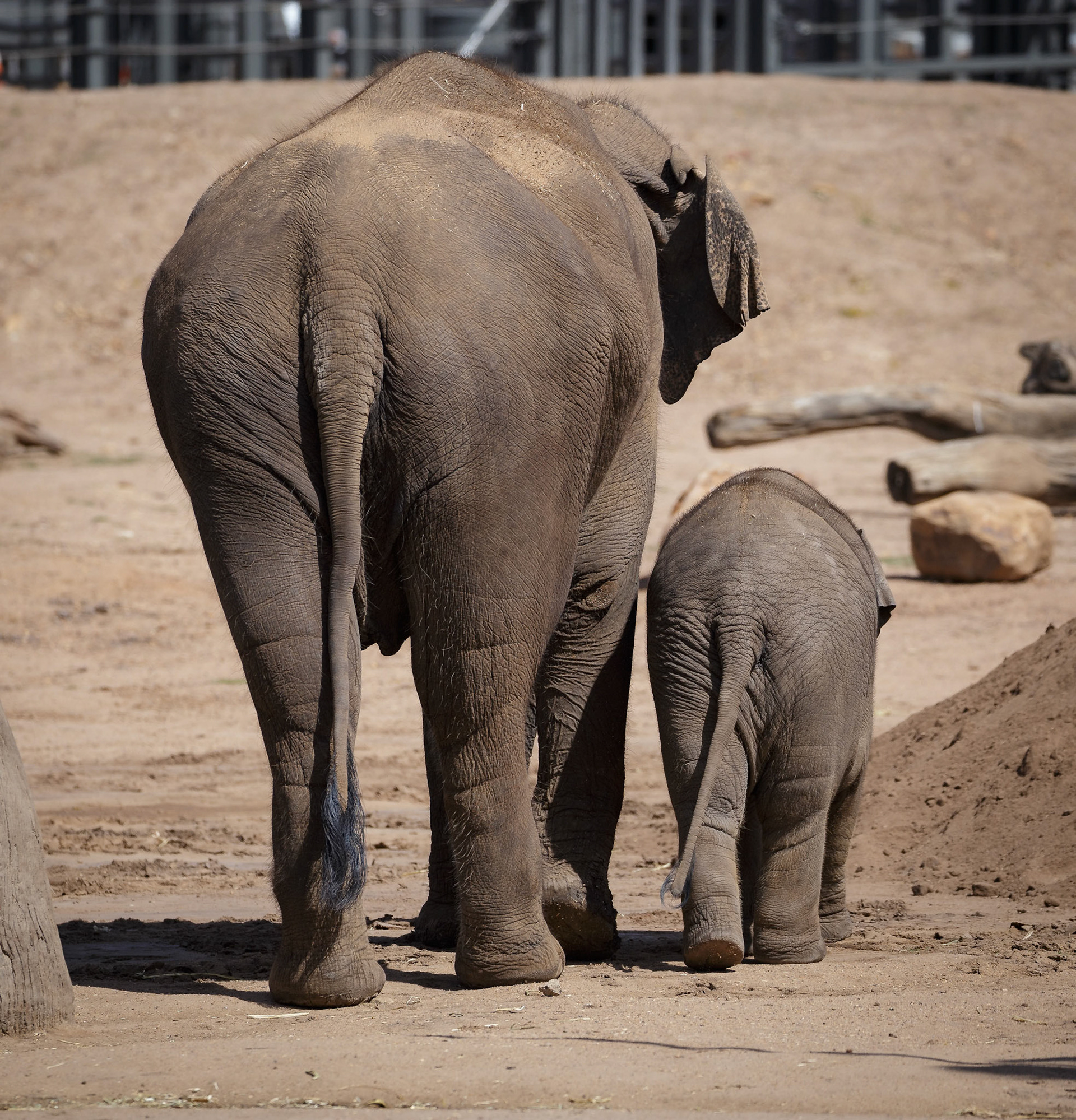 Mum and Baby Asian Elephant at Dubbo Zoo in Dubbo, Australia