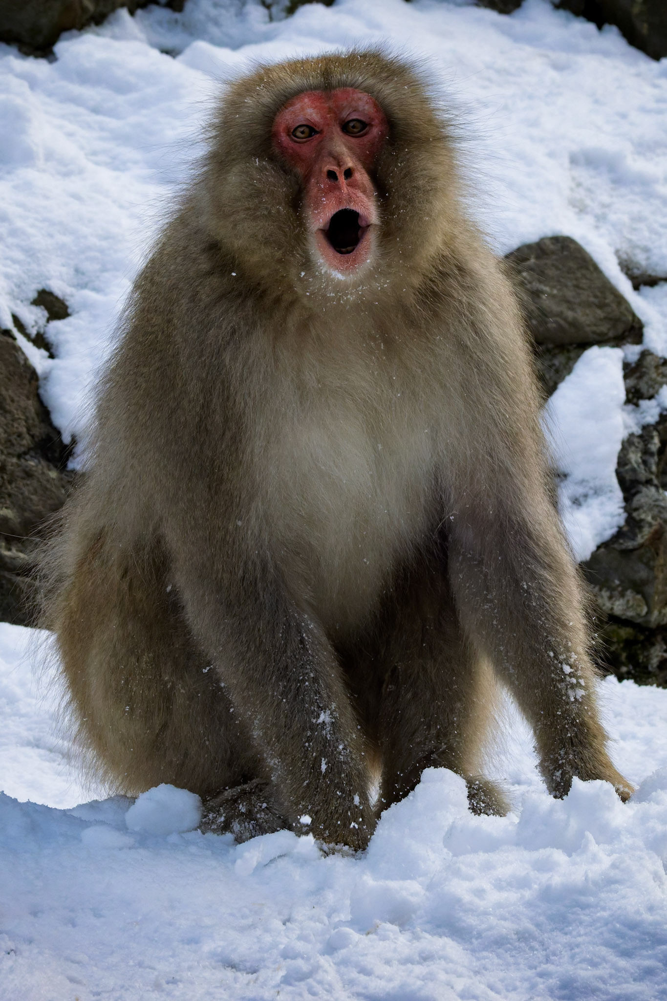 Japanese Macaque (Snow Monkey) at Jigokudani Yaen-Koen, Japan