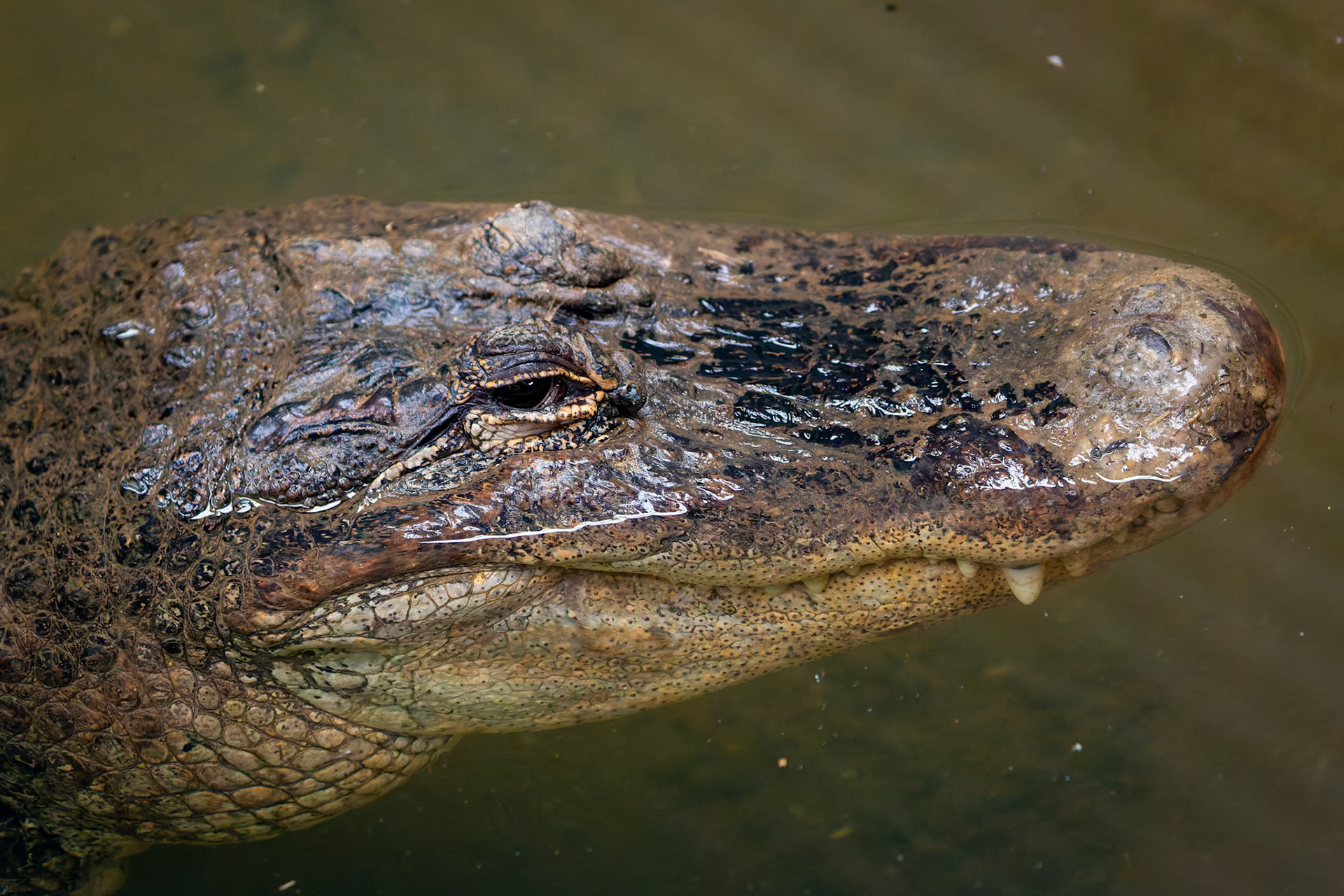 American Alligator at Ballarat Wildlife Park in Ballarat, Victoria, Australia