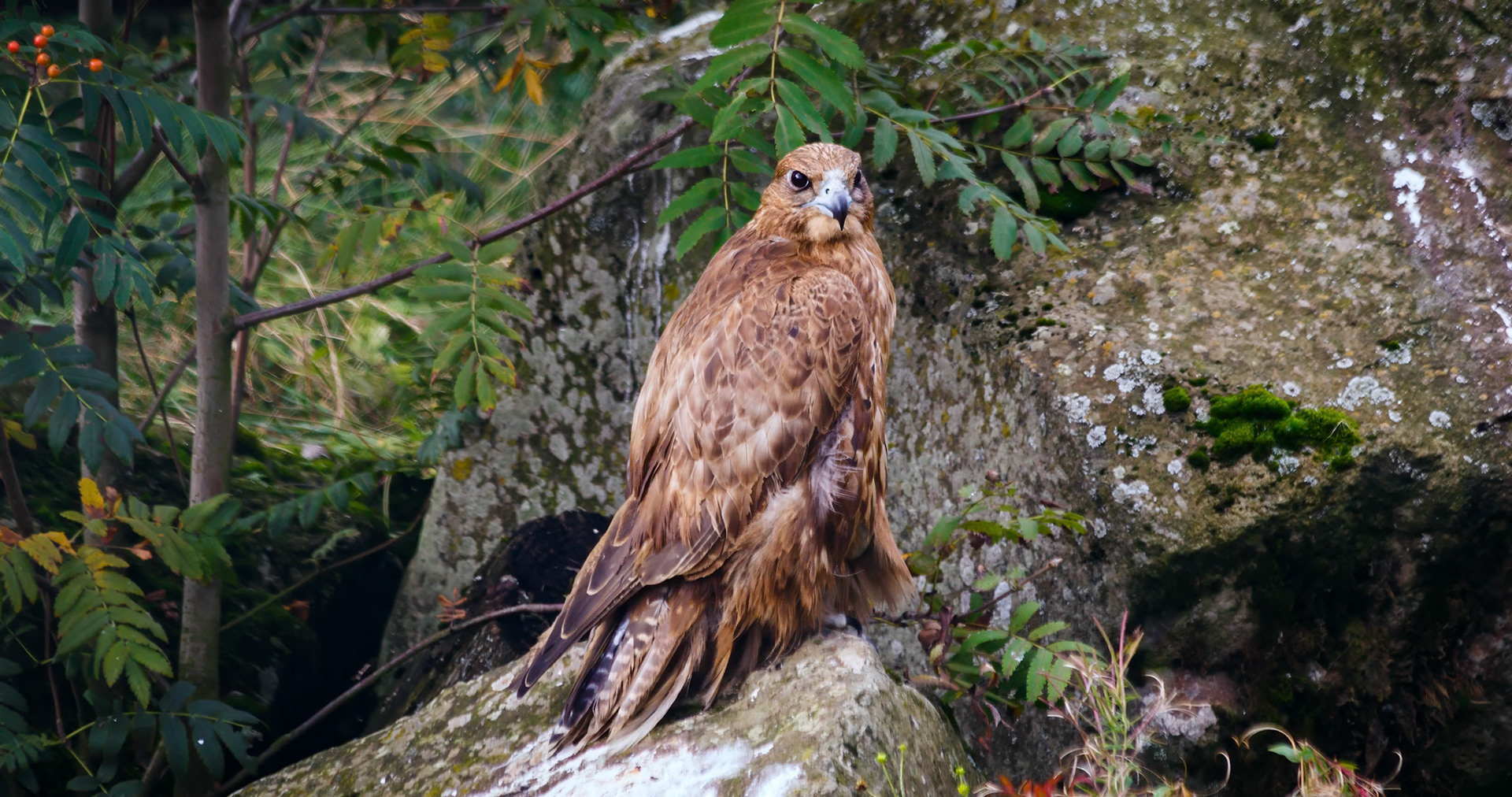 Unknown Bird at the Reykjavik Zoo, Iceland