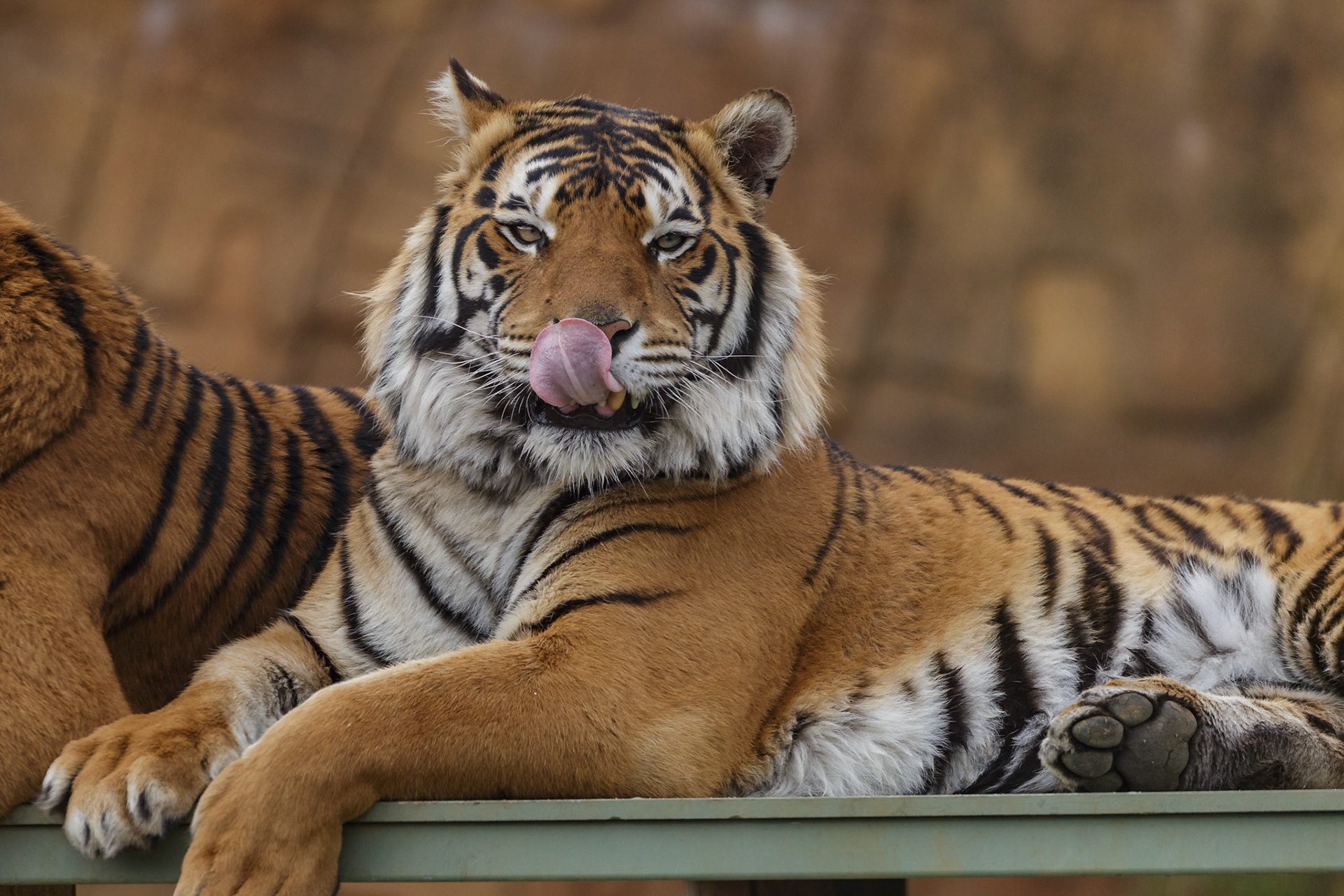 Bengal Tiger at National Zoo &amp; Aquarium in Canberra, Australia