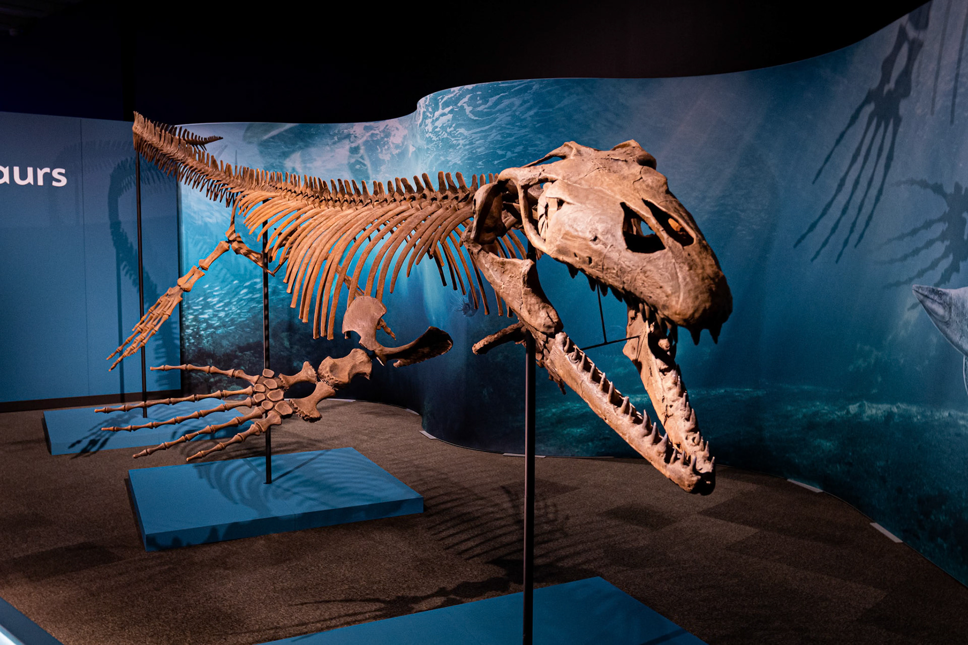 The 'Mosasaurs' at the Sea Monsters exhibit at the Queensland Museum, Australia