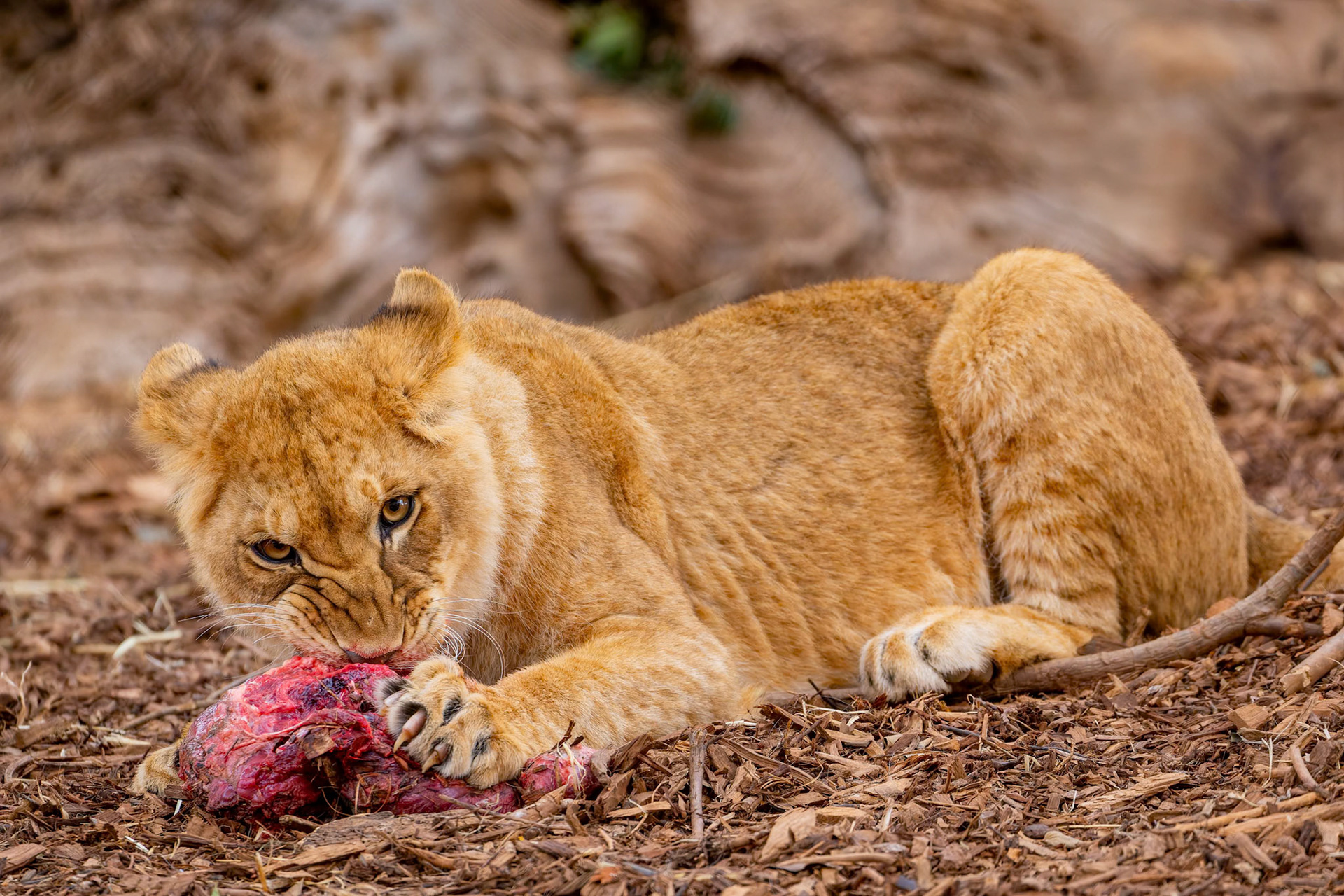 Lion eating at Werribee Open Range Zoo in Werribee South in Victoria, Australia