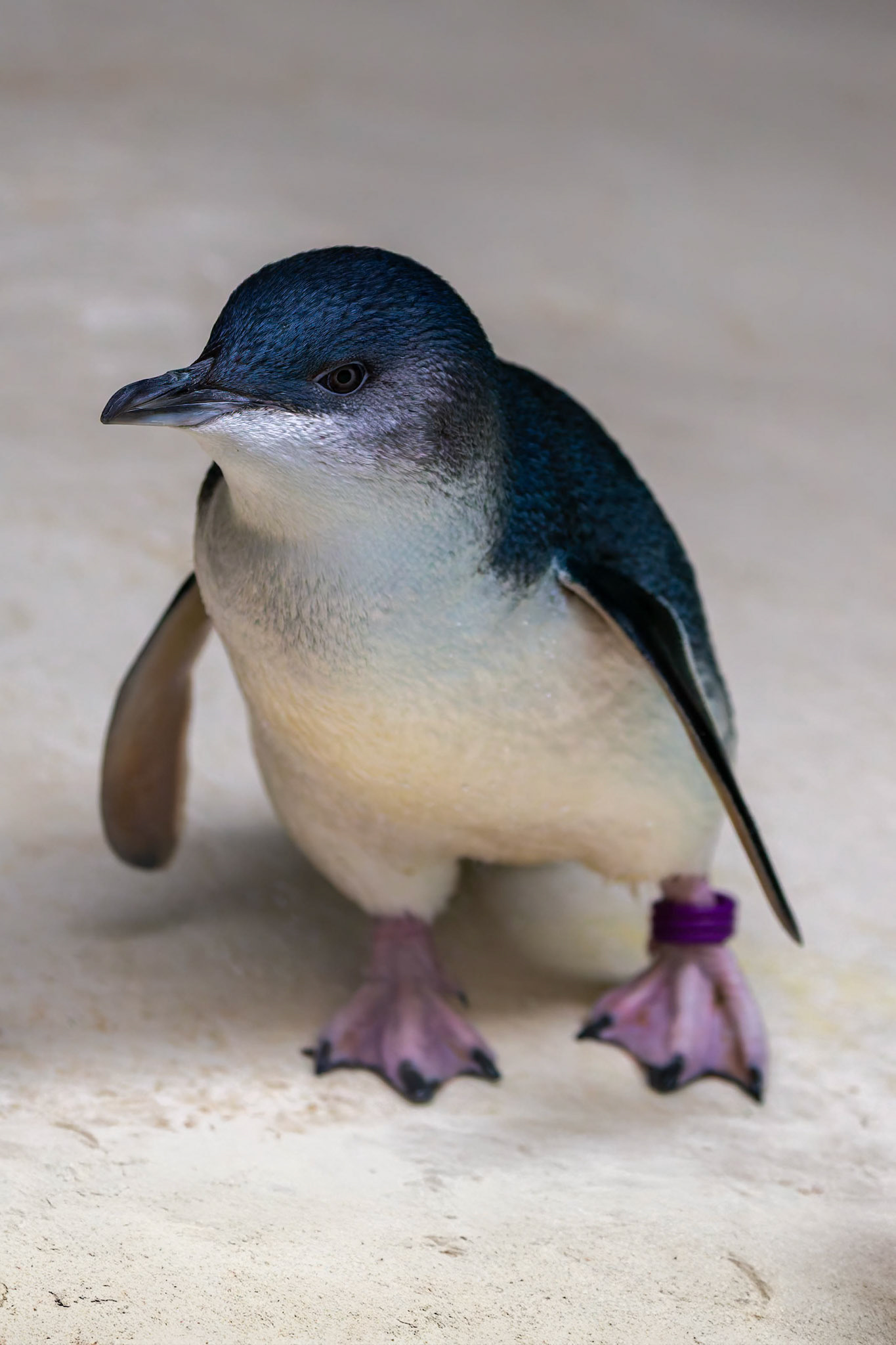 Little Penguin at the Kangaroo Island Wildlife Park on Kangaroo Island, Australia