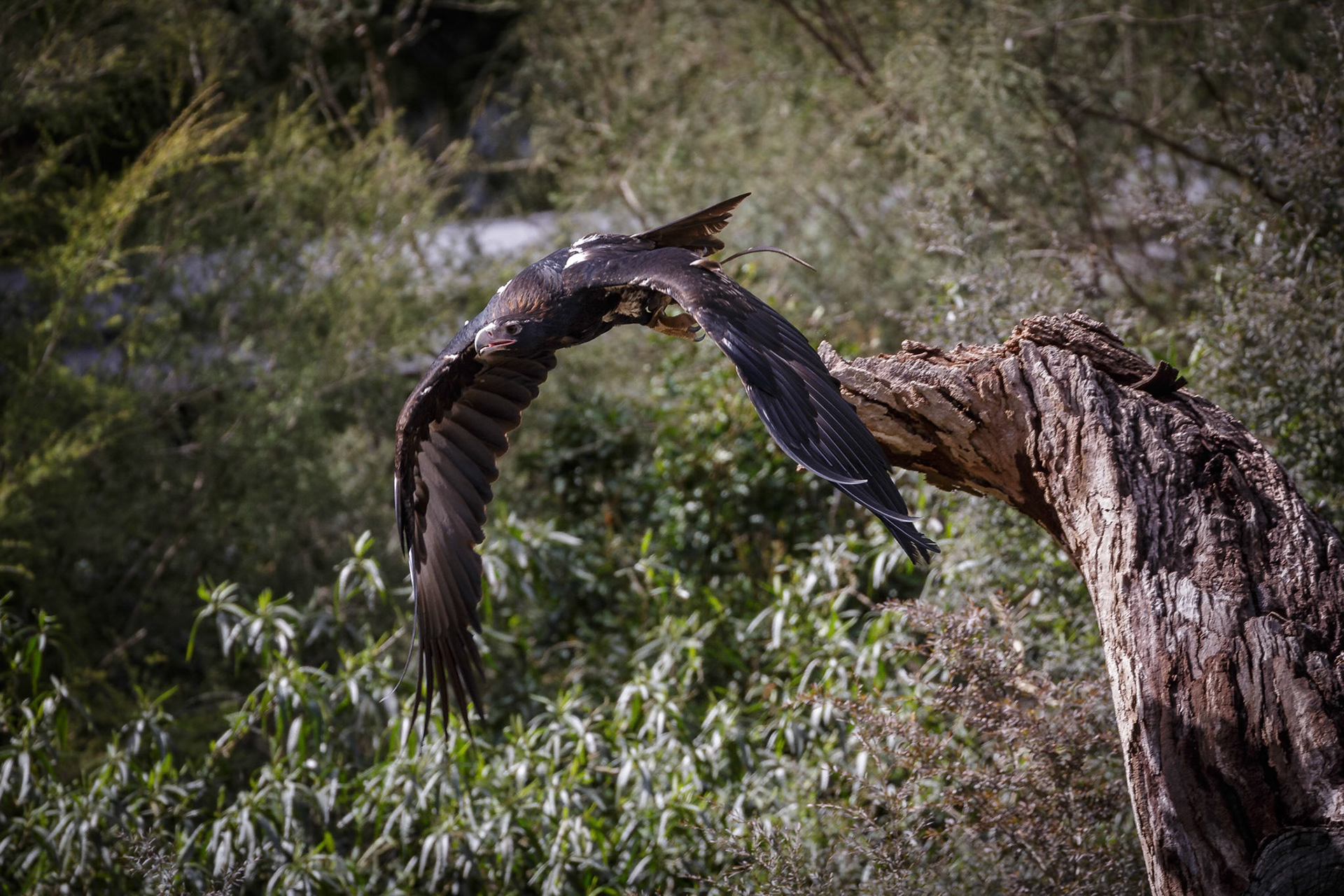 Wedge-Tailed Eagle during the Spirits of the Sky at Healesville Sanctuary in Healesville, Australia