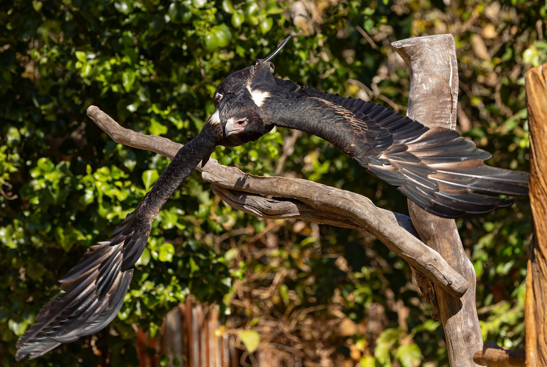 Wedge Tailed Eagle on display as part of the Flight Deck Presentation at the Territory Wildlife Park in Northern Territory, Australia