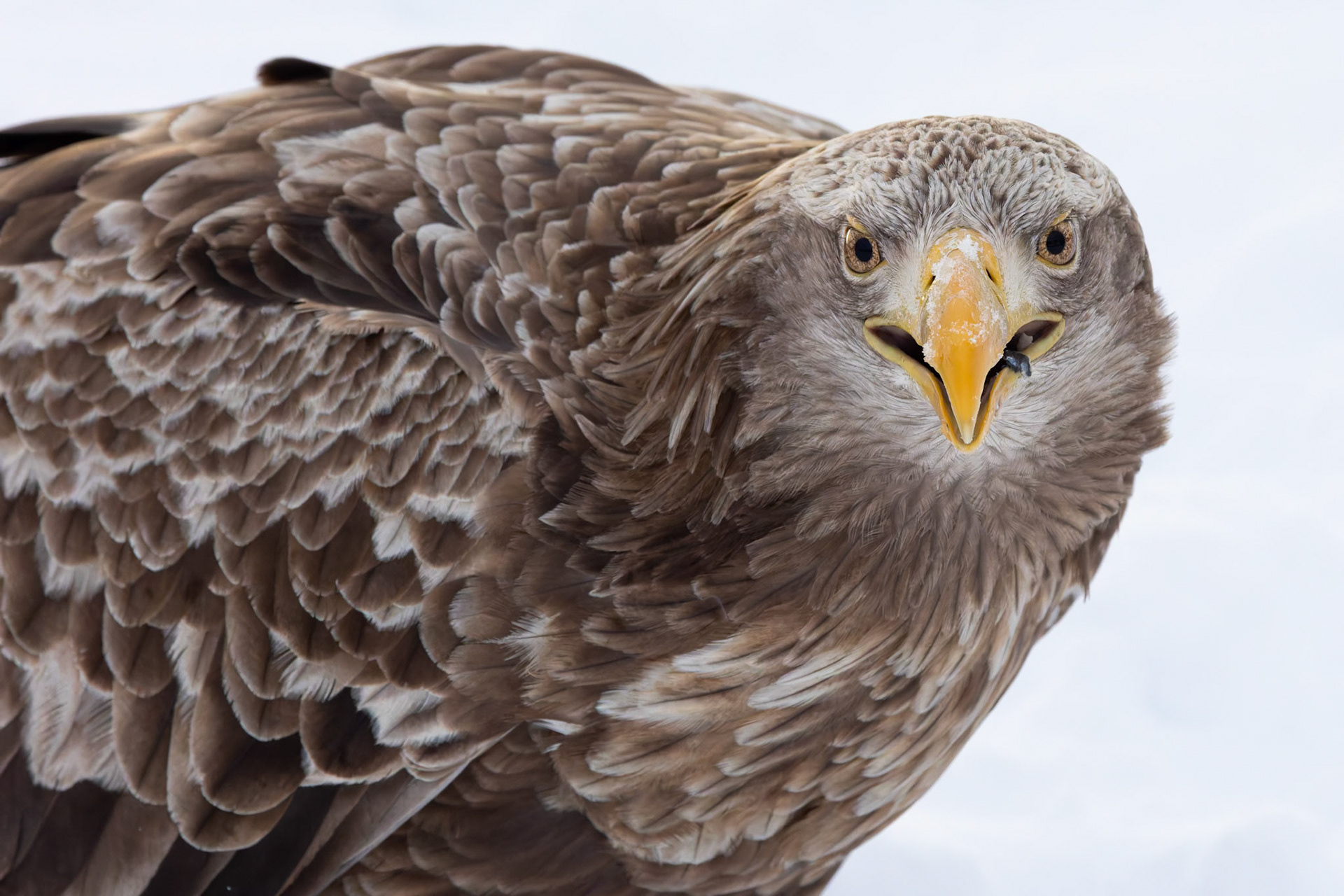 White Tailed Eagle having breakfast at Rausu Fishing Port on the Island of Hokkaido, Japan