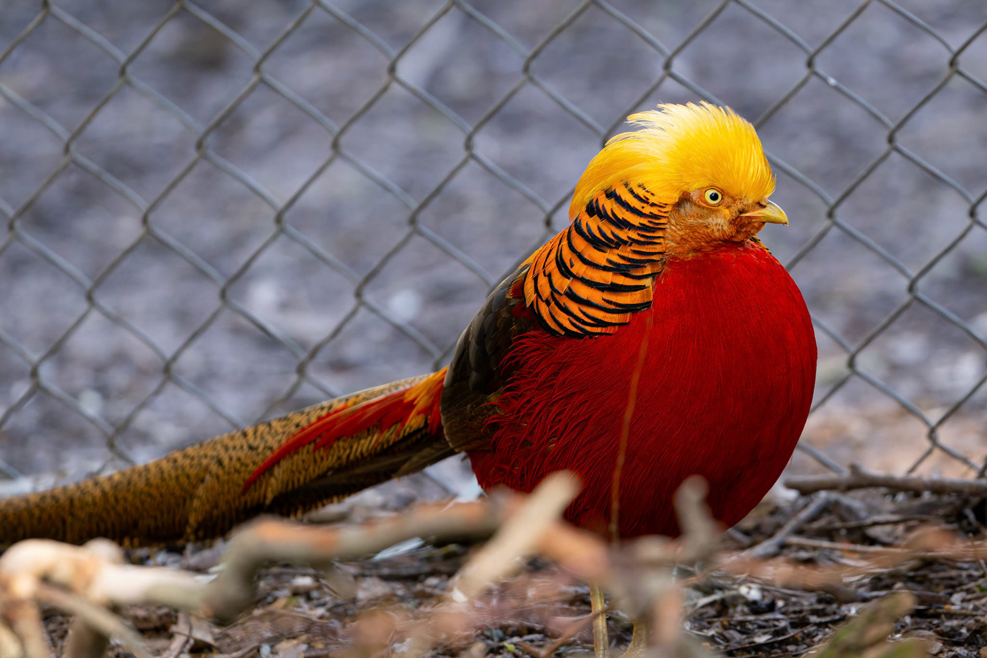 Golden Pheasant at the Gorge Wildlife Park, South Australia, Australia