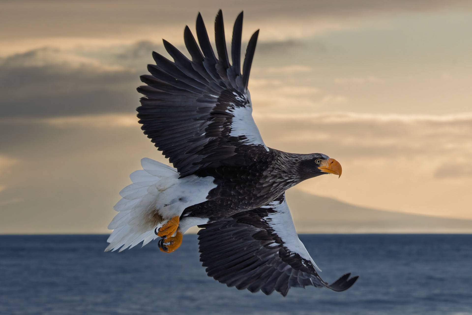 Stella Eagle searching for breakfast at Rausu Fishing Port on the Island of Hokkaido, Japan