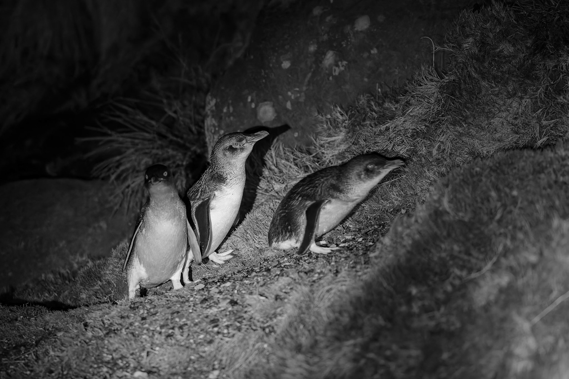 Little Penguns at 'The Cove' outside of Devonport in Tasmania, Australia