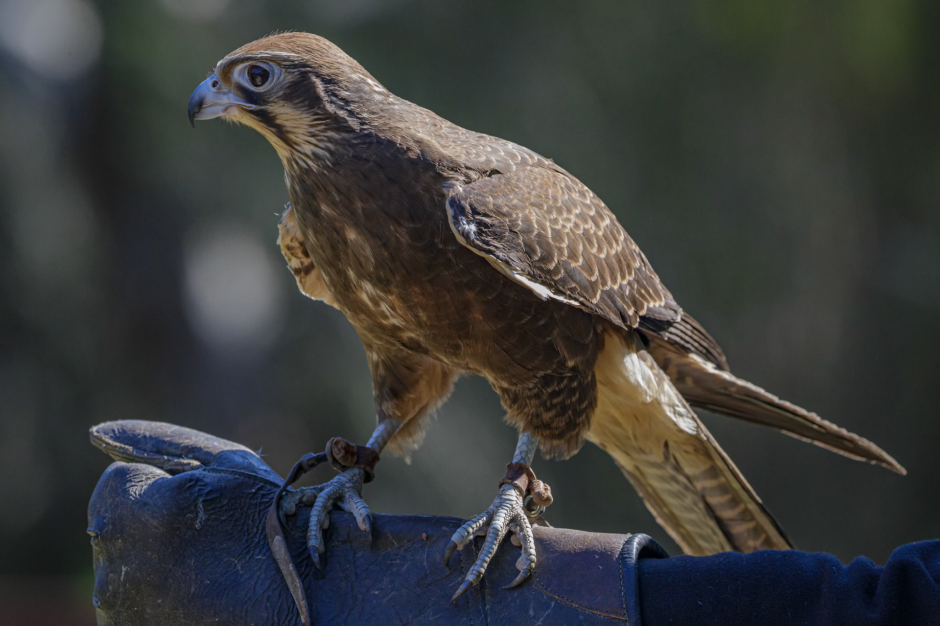 Brown Falcon at the Raptor Domain on Kangaroo Island, Australia