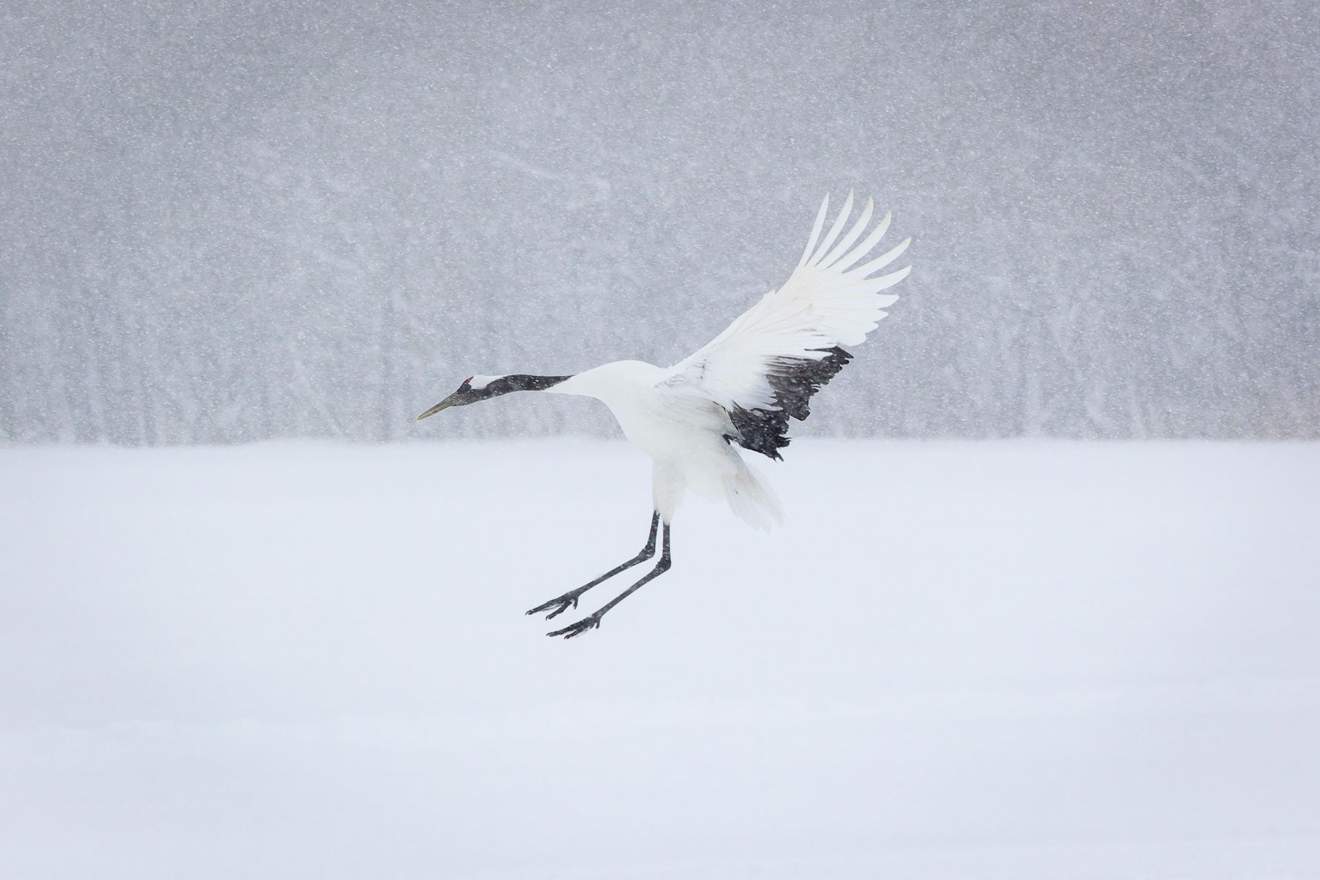 Red-Crowned Crane at the Akan International Crane Center in Kushiro on the island of Hokkaido, Japan
