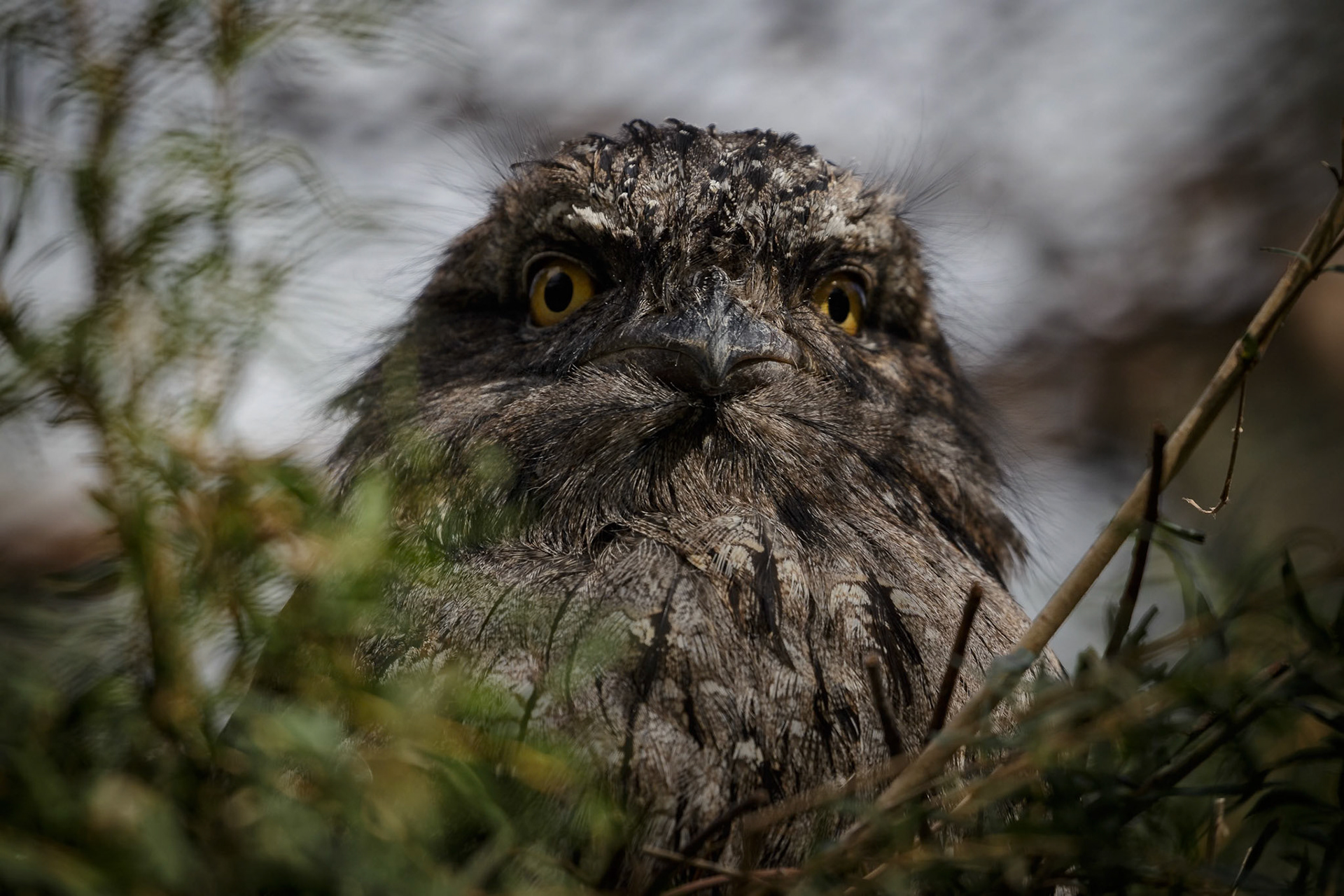 Tawny Frogmouth at Healesville Sanctuary in Healesville, Australia