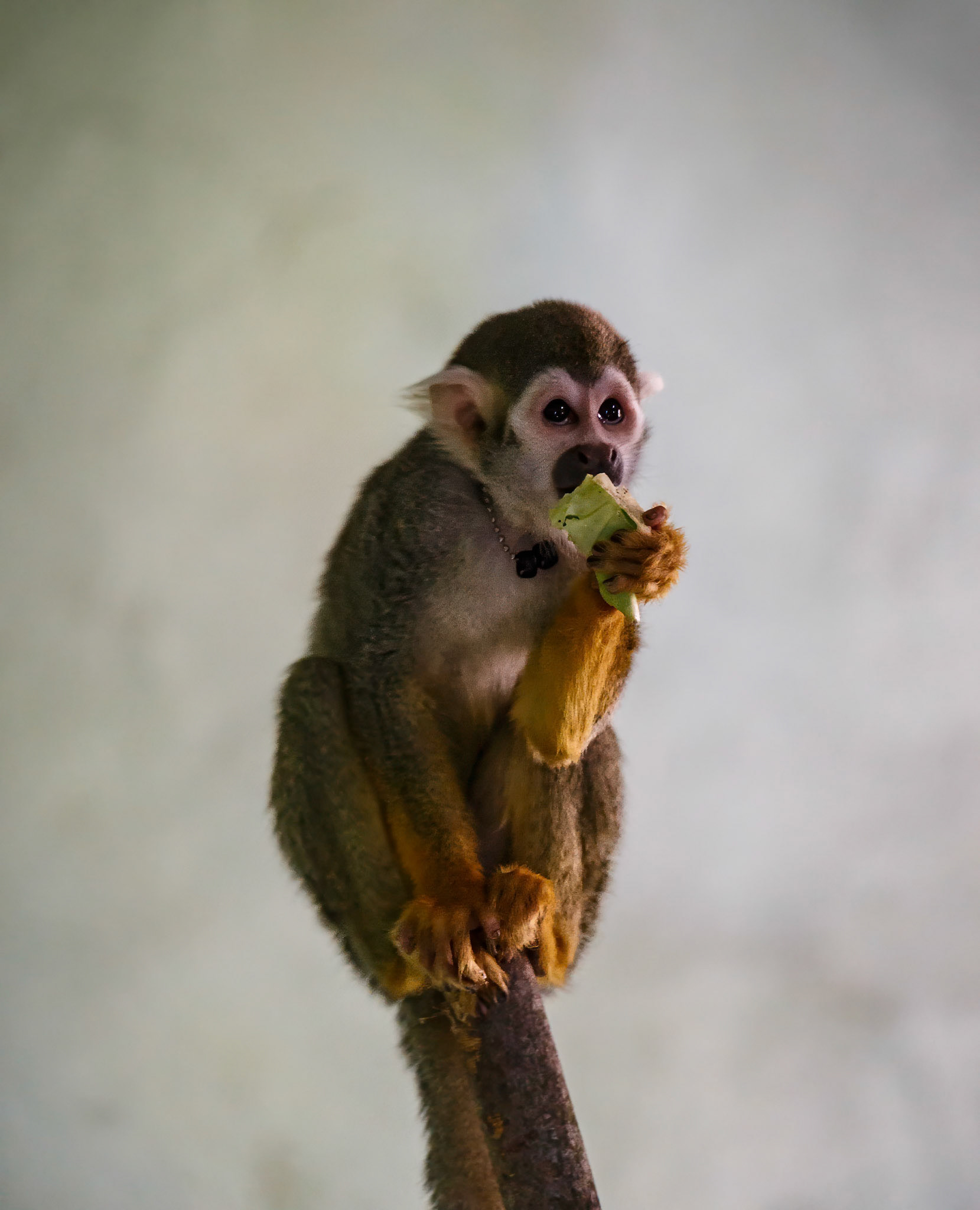 Common Squirrel Monkey at the Edinburgh Zoo, Scotland