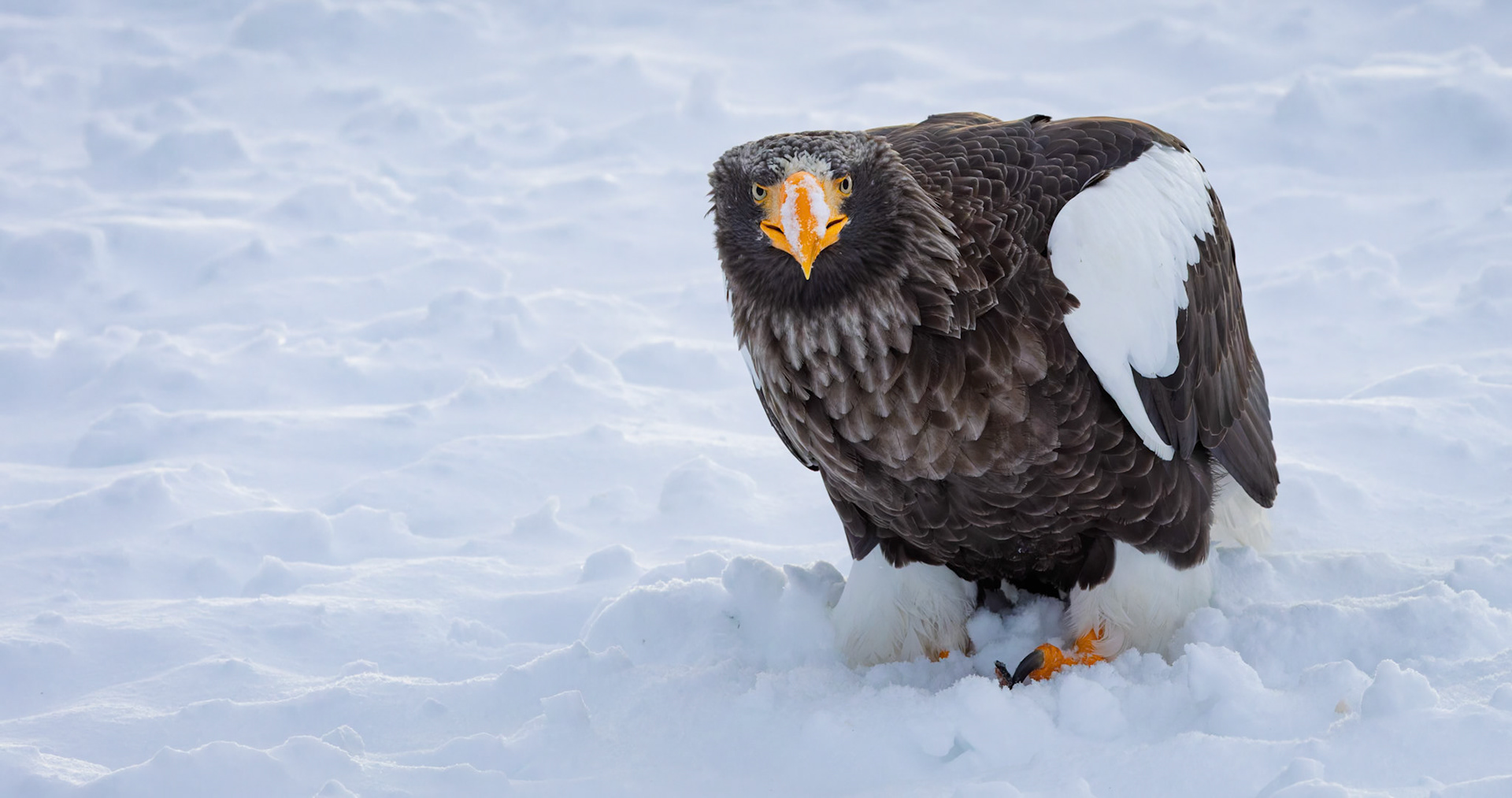 Stella Eagle searching for breakfast at Rausu Fishing Port on the Island of Hokkaido, Japan