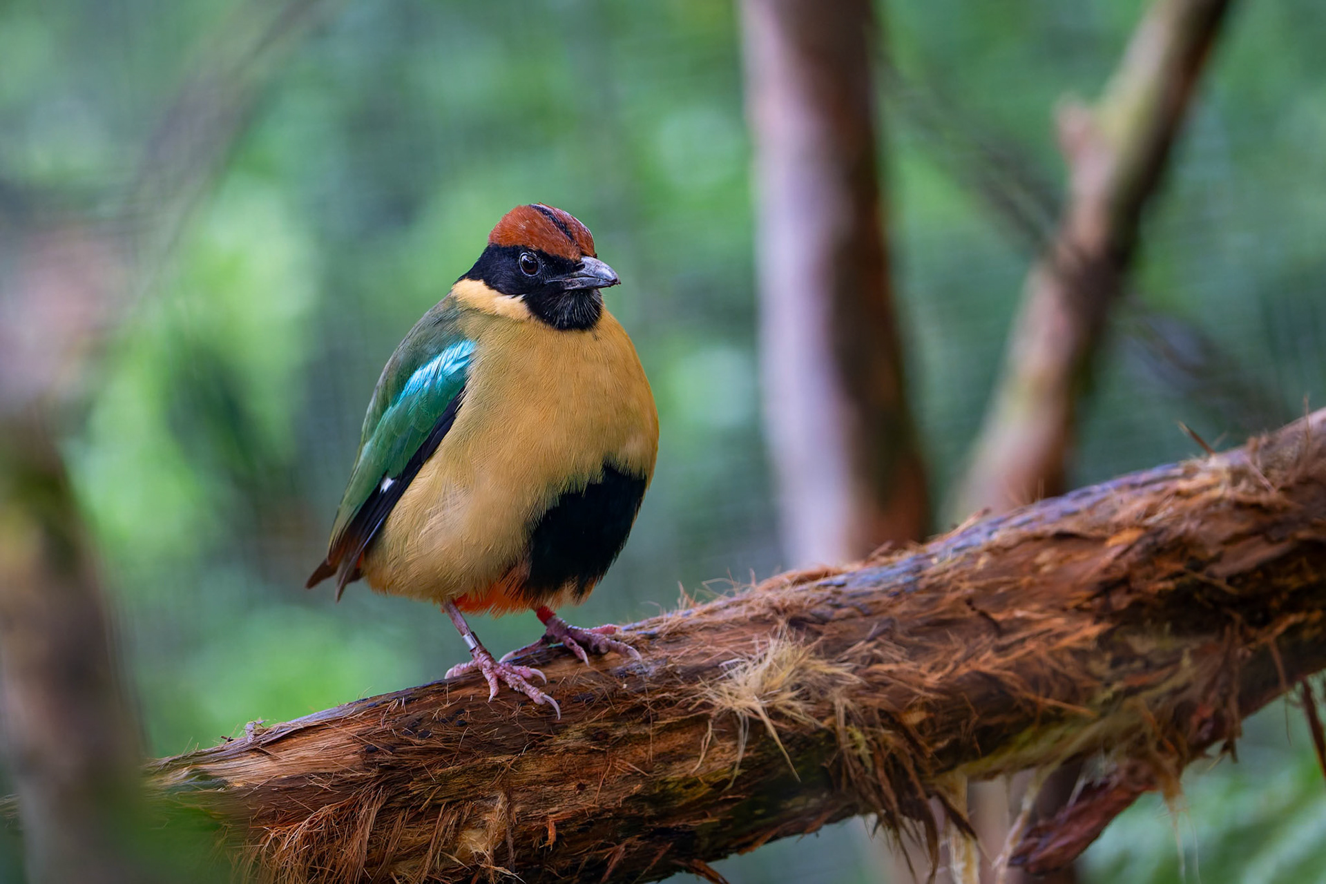 Noisy Pitta at Ballarat Wildlife Park in Ballarat, Victoria, Australia