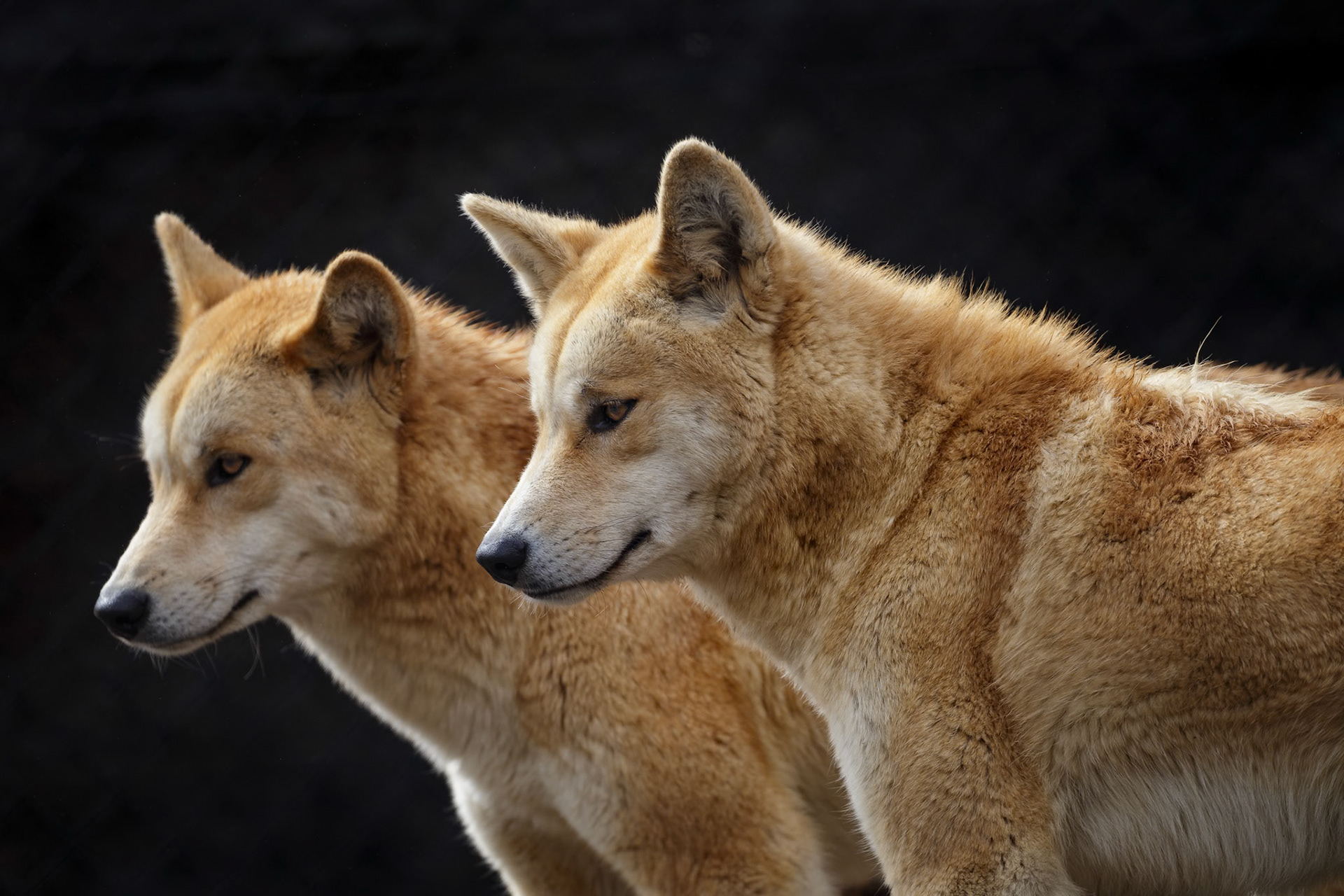 Dingos at Ballarat Wildlife Park in Ballarat, Victoria, Australia