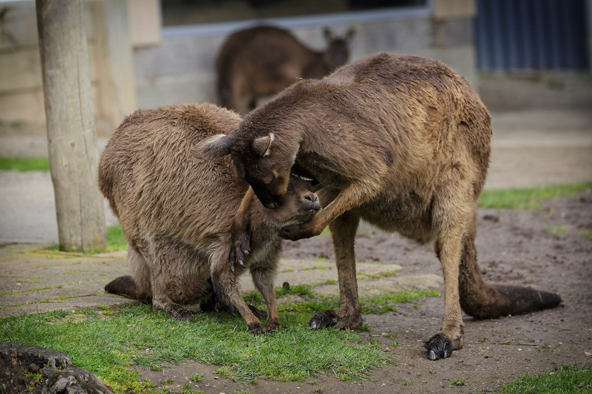 Kangaroos at Ballarat Wildlife Park in Ballarat, Victoria, Australia