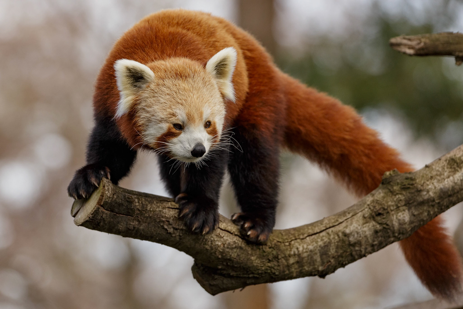 Red Panda at the Melbourne Zoo in Melbourne, Australia