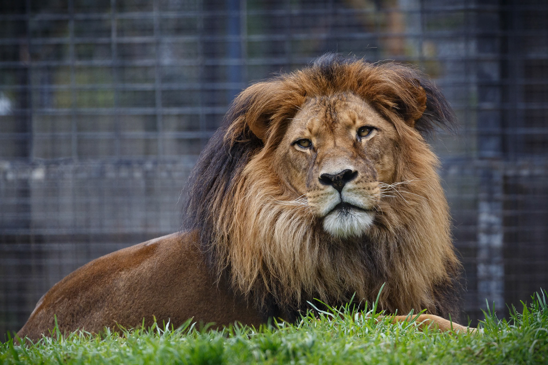African Lion at the Adelaide Zoo, South Australia, Australia
