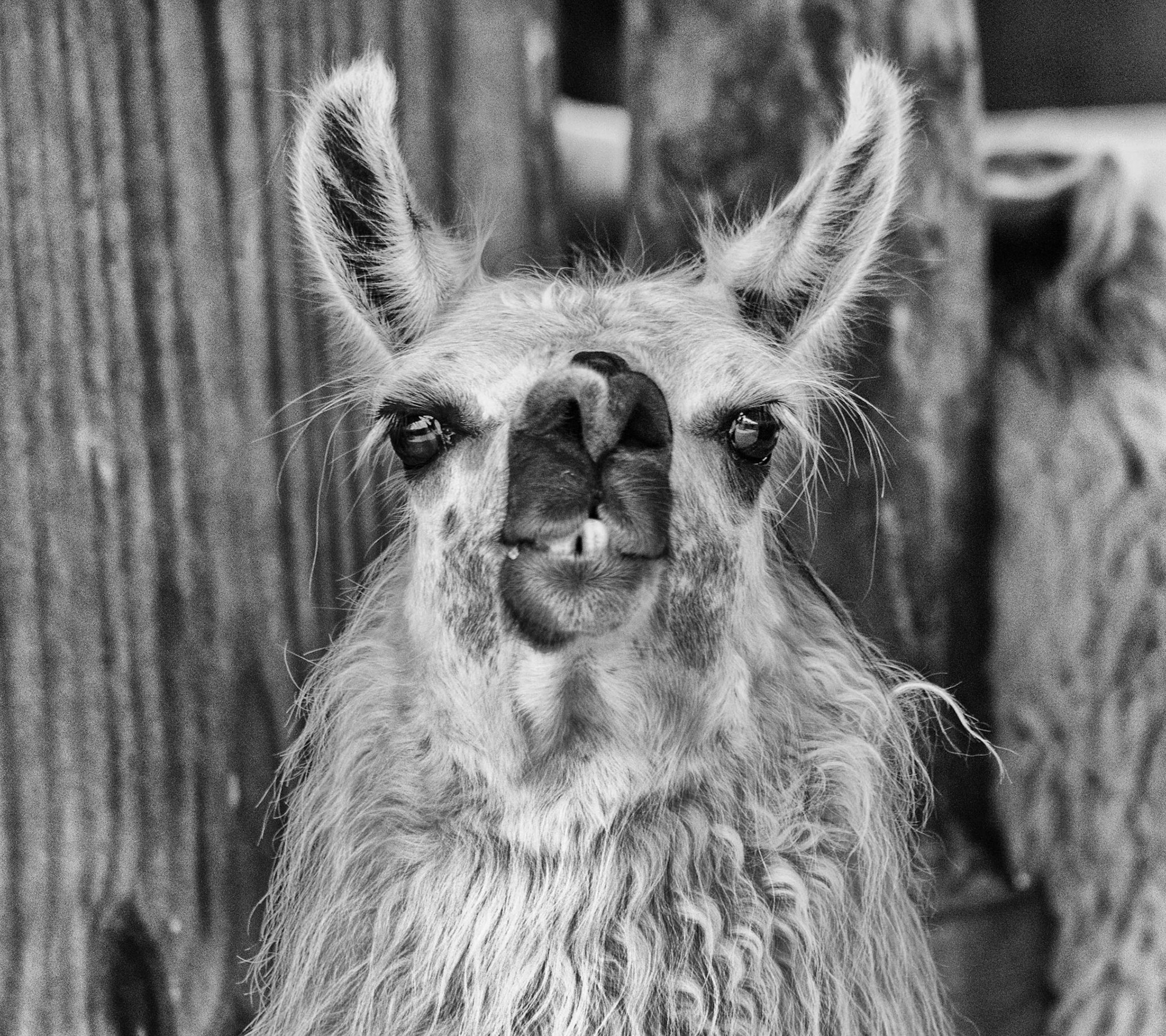Lama at the Willowbank Wildlife Park, Christchurch, New Zealand