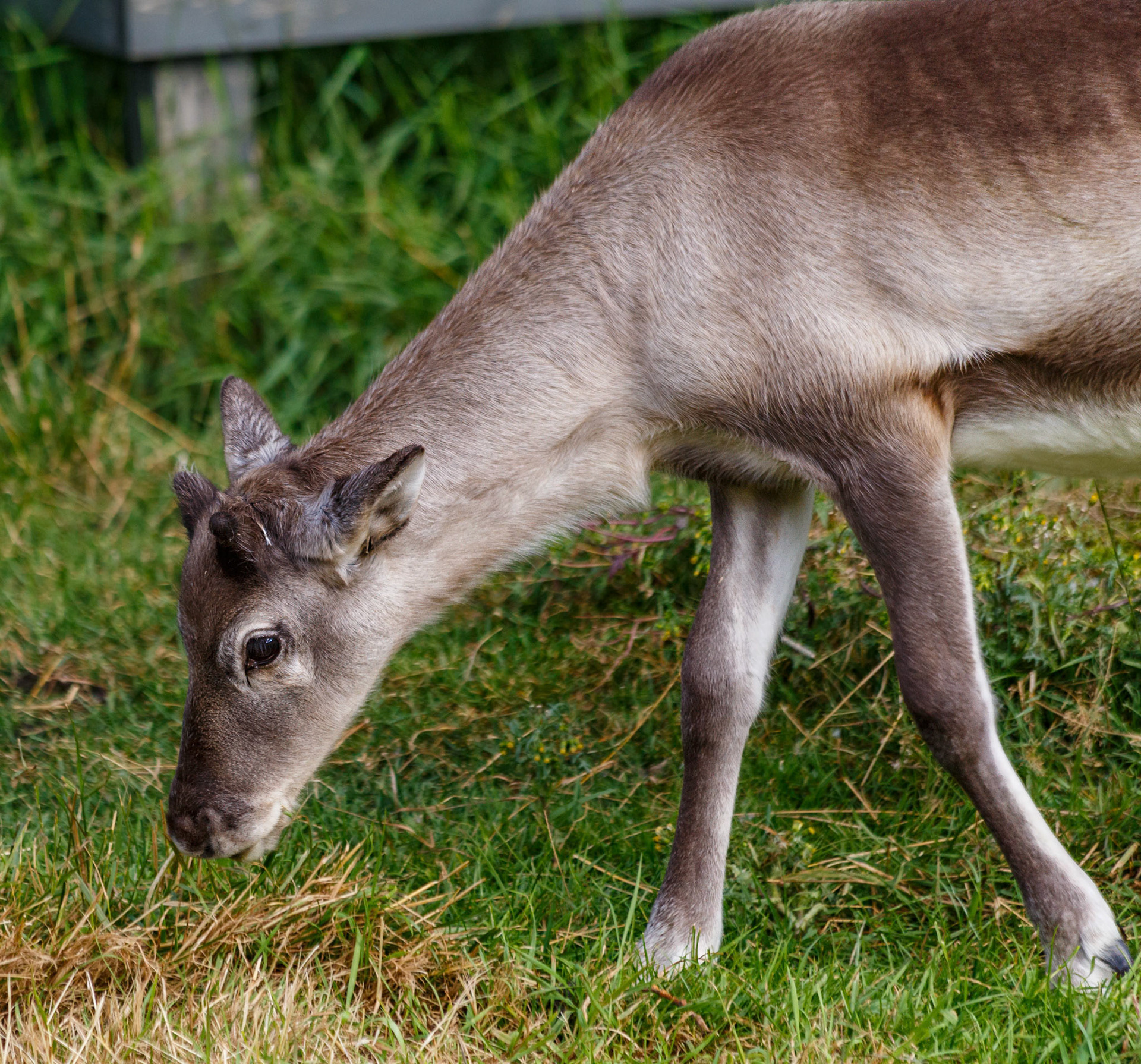 Reindeer at the Reykjavik Zoo, Iceland
