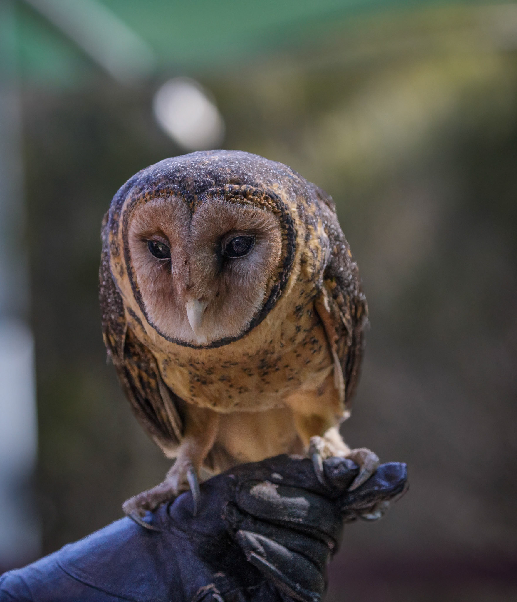 Masked Owl at the Raptor Domain on Kangaroo Island, Australia